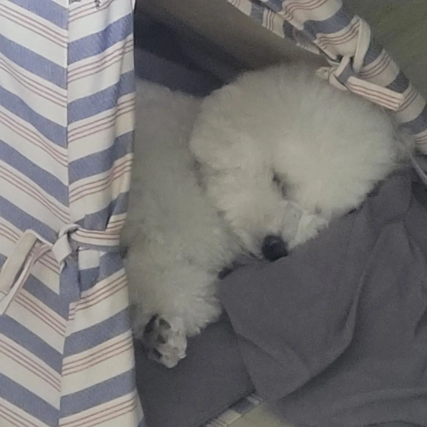 23.08.26
꼬모는 잠꾸러기❤️
.
.
#꼬모의하루🐶