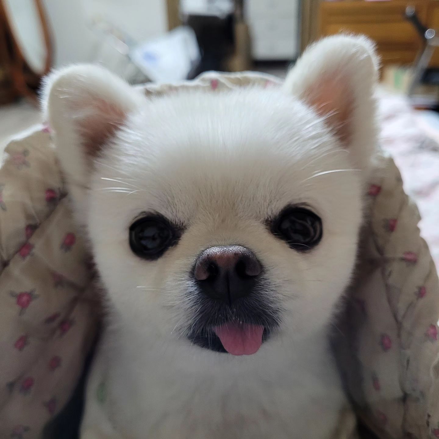 두둥‼️

.
.
.
#강아지일상 #포메라니안 #포메강아지