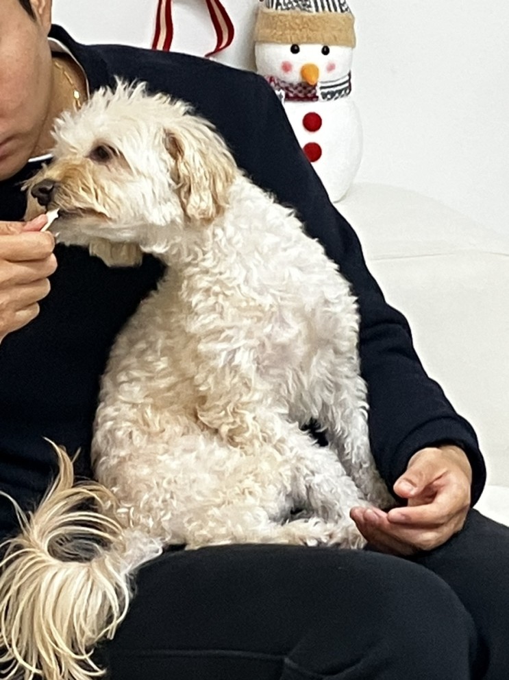 강아지 고양이 츄르 추천 !