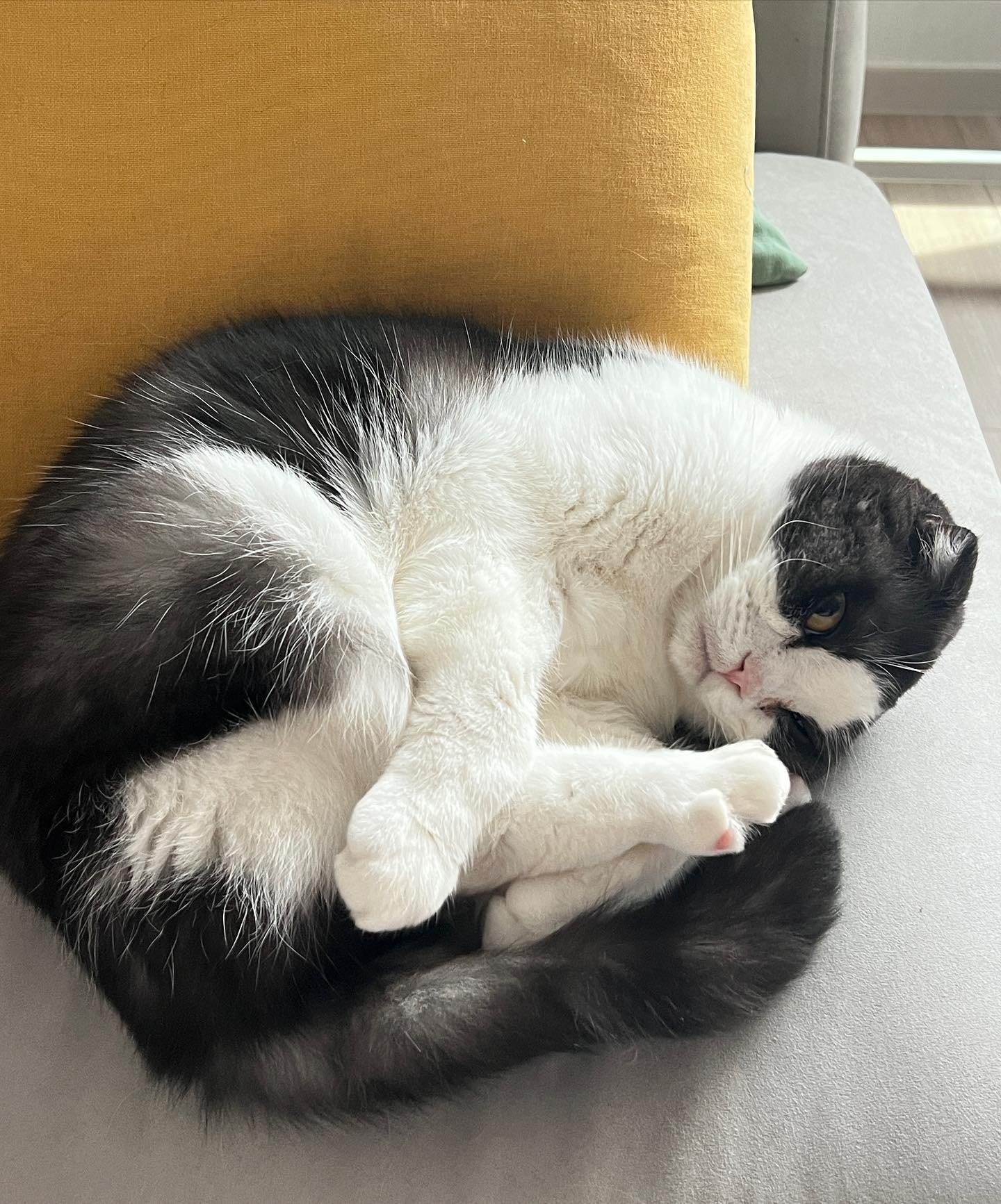 발가락 핑꾸 젤리💕💕
한울이는 언제나 저 자세로 코를 골징

#한울 #고양이 #🐱❤️ #집사의하루 #나도있어고양이 #소통 #맞팔