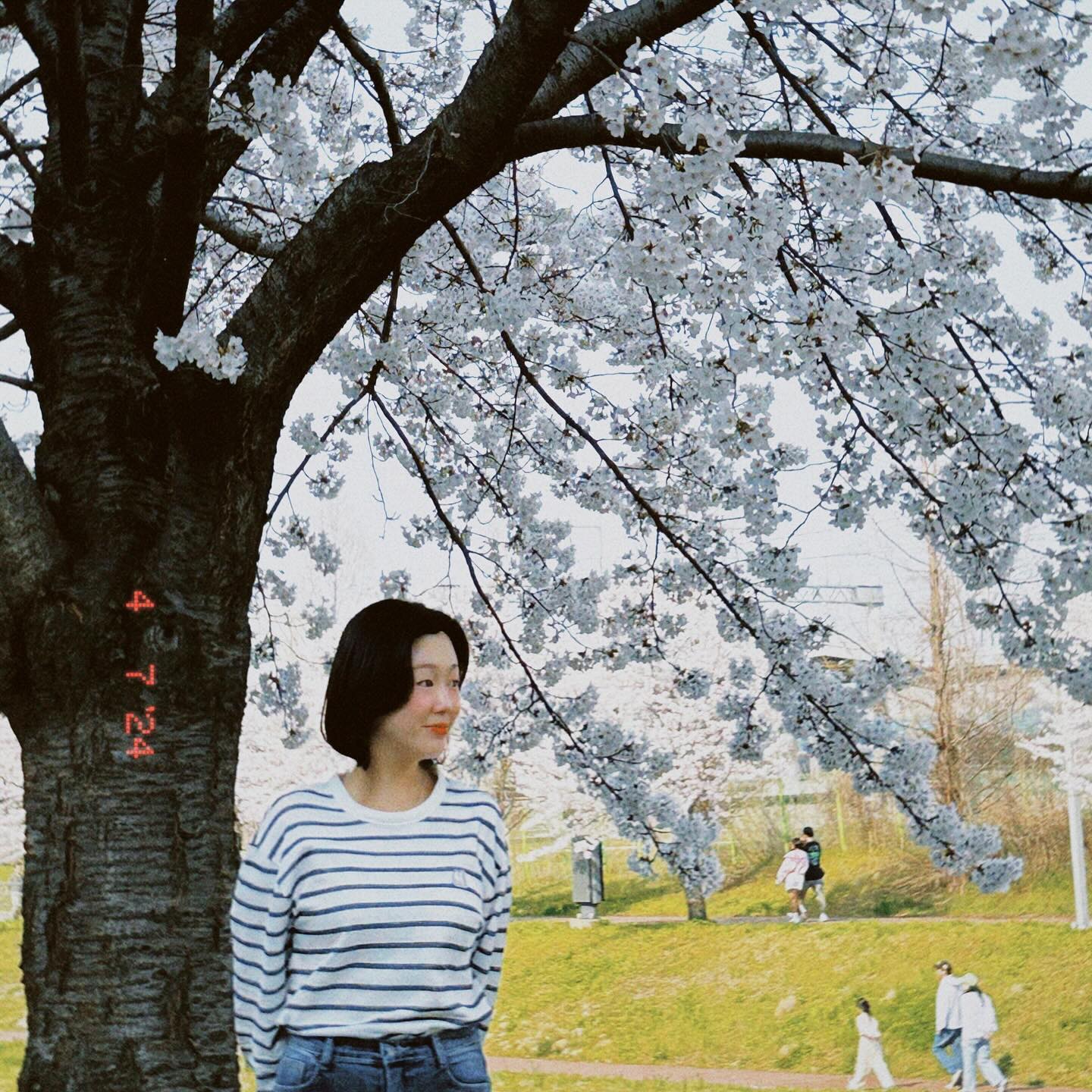 ⠀
올해는집앞에서벚꽃보기
예쁘구만🐰🩵