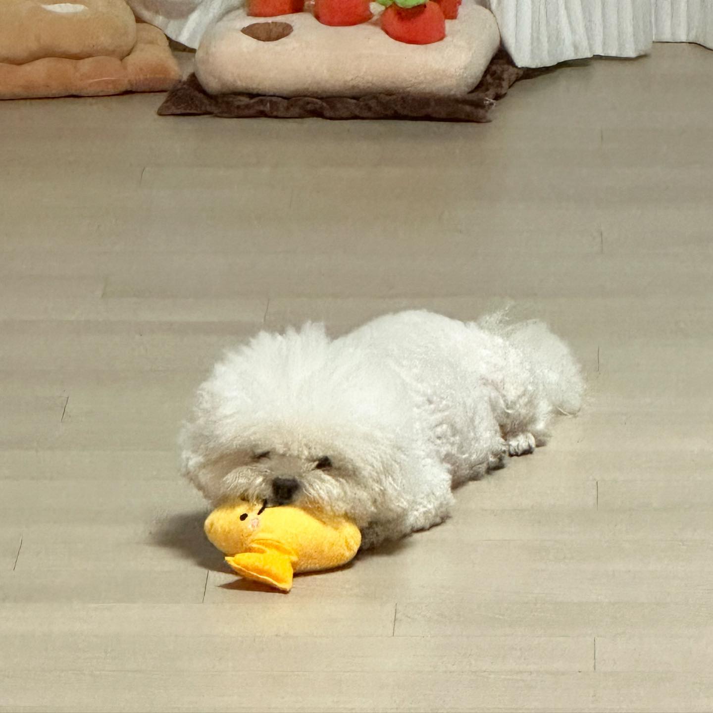 -
저희집에 찐빵 떨어뜨리고
가신분 ? 🫠 ㅋㅋㅋㅋㅋㅋ
#빼콩남매 #콩이냔 👧🏻