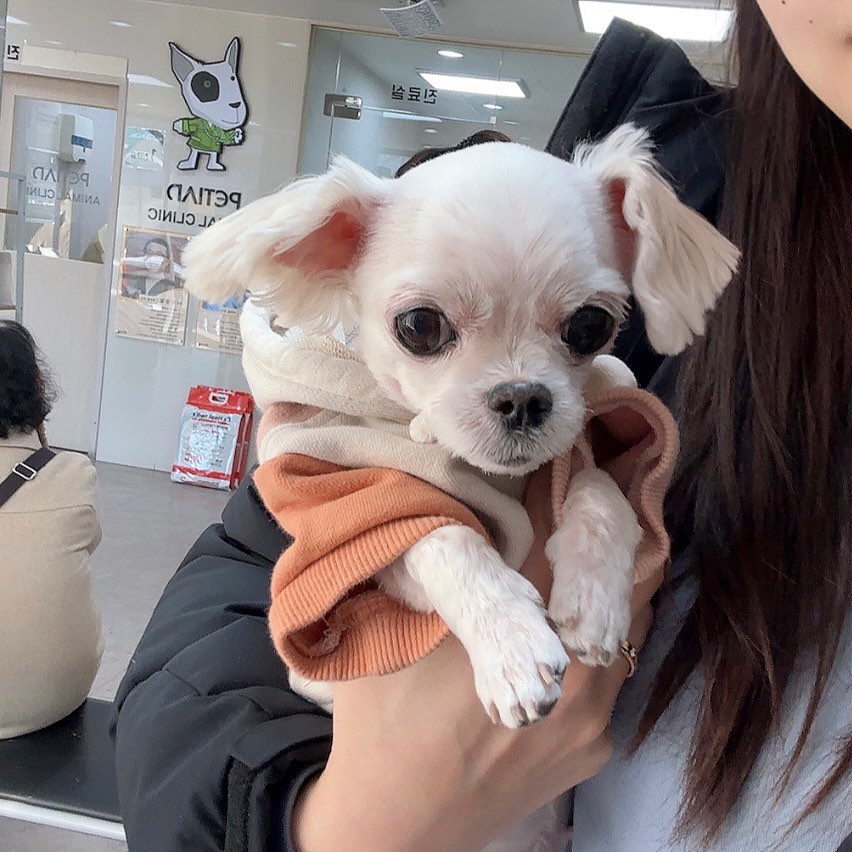 애기때부터 다니던 병원으로 정기검진 받으러 간 콩이찡!🐶
비록 엄빠 지갑은 텅텅..💸이지만, 검진을 통해 또한번 안심하는중😊

생화학13종검사, 전해질검사, 혈구검사, 소변검사,
복부초음파검사, 방사선, 신장질환초기검사까지!

태어날때부터 간이 작고 슬개골이 약해 꾸준한 케어와 관심이 필요⭐️

나이가 들면서 가슴배부분에 유선종양이 3개정도 생겼는데,
크기가 급속도로 커지지 않는다면 수술까지는 🙅🏻‍♀️

중성화를 하지않아, 생리후 2개월정도 식습관과 행동관찰이 필요하며,
이외의 검사에서는 아주 좋다고 하네요! 아주 잘 컸어 기특해ㅎㅎ👍🏻

잘때 코를 너무 곤다니까.. 살이 쪄서 그렇다고ㅋㅋㅋㅋㅋ

노견이라 평소보다 더 관심을 많이 갖고 영양제 급여가 필요해요!💖

🐶허그미 캠페인 신청해봐요 ㅎㅎ🐶

#허그미캠페인 #허그미 #동물병원방문완료 #강아지건강 #강아지겨울나기 #넥스가드스펙트라 #강아지구충제 #올인원구충제 #멍스타그램 #개스타그램 #말티즈 #dog #maltese