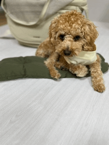 강아지가방추천해요~강아지슬링백,강아지이동가방추천,인더코코애견슬링백