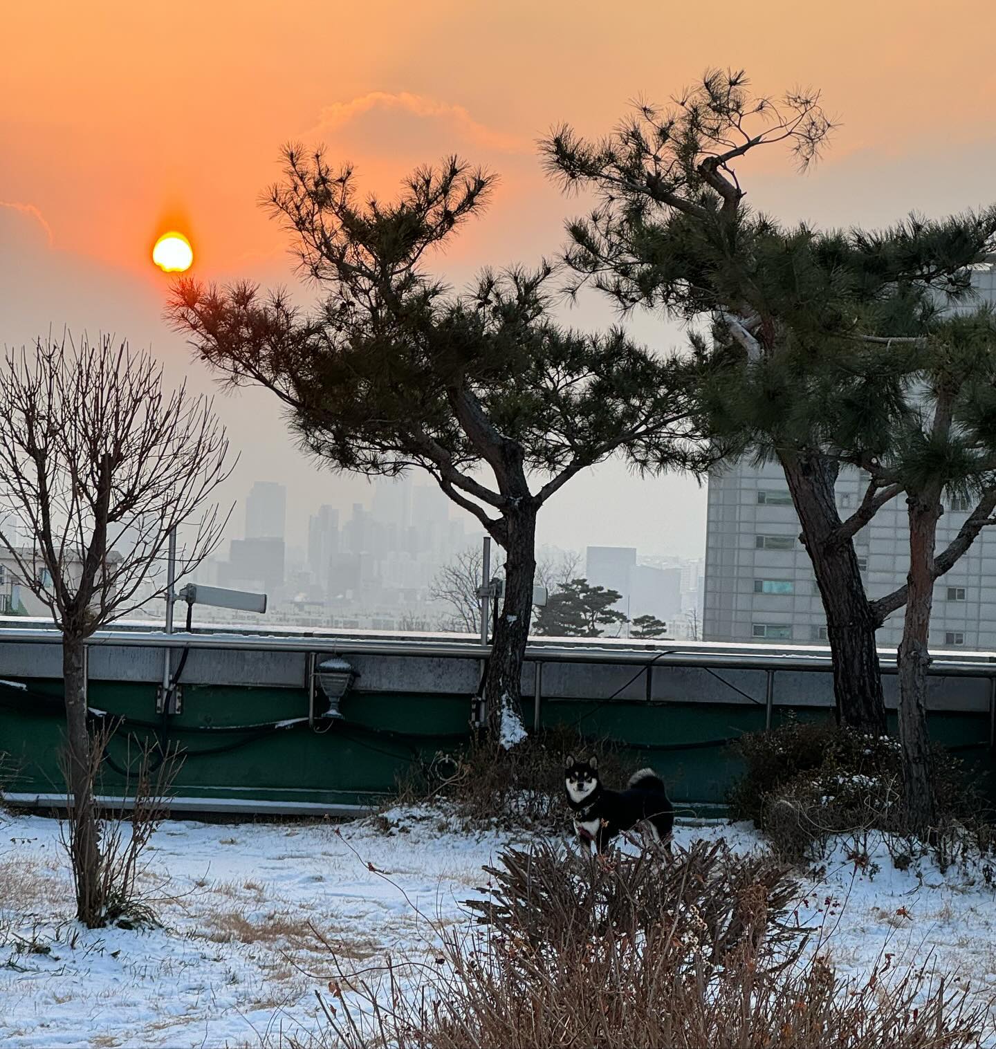 반이가 신나하는 모습 보는게 정말 좋다. 온통 흰 눈이 덮여있어서 너무 신나했다. 두식이랑 눈 밭에서 뛰어다니고 서로 냄새맡고 장난치는데 손이 시려워도 사진을 찍고 싶었다. 산책 후 씻고 밥주고 나서 9시무렵이 되면 소등하고 바로 누워버리는데 고맙게도 반이가 내 생활패턴에 맞춰준다. 좀 우울해해하지 않을까 신경이 쓰였는데 오늘 아침 신나게 뛰어다니니까 마음이 좀 놓인다. 
.
.
.
#눈이랑잘어울리는시바견 #블랙탄 #개엄마일상 #개육아 #시바견