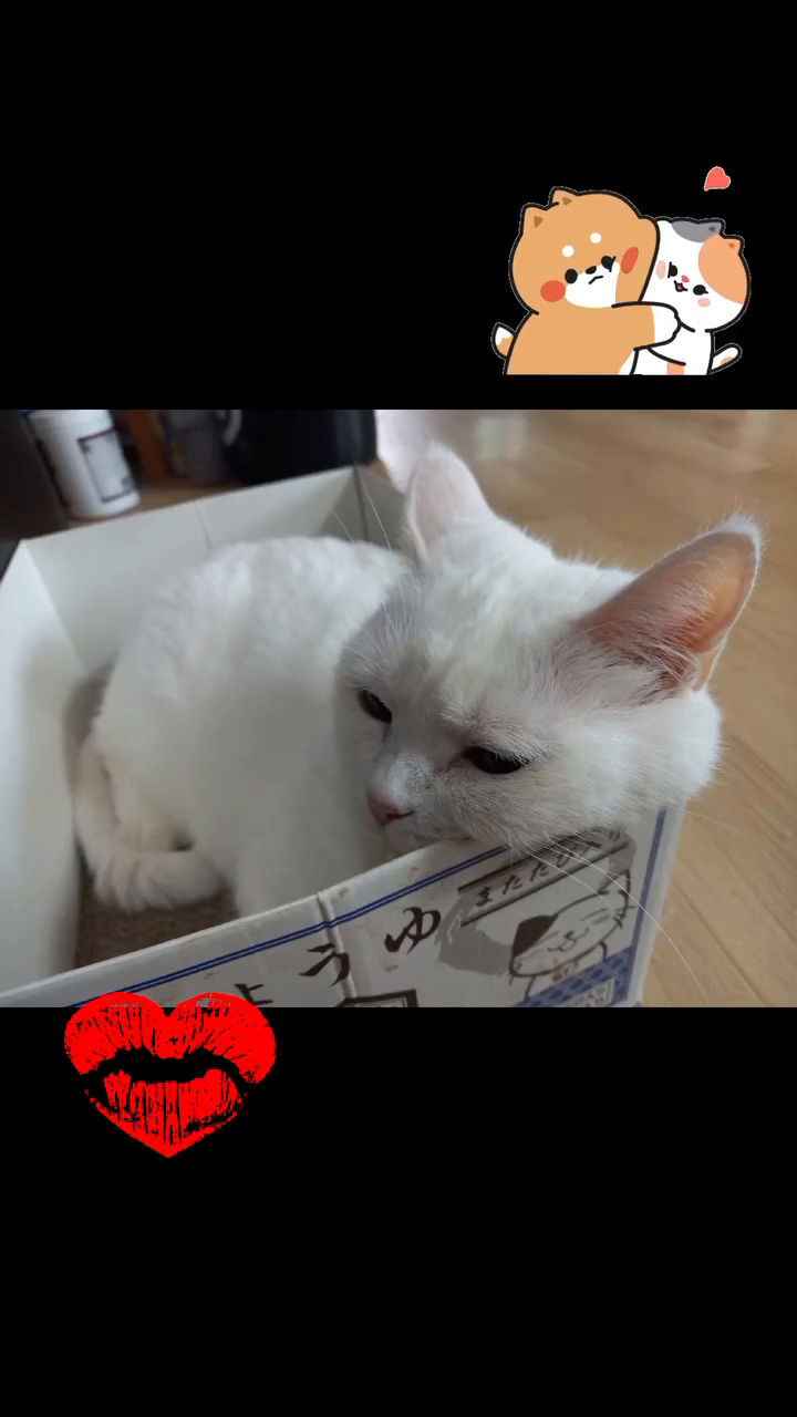 잇츠 몽실이 타임~~^^ 넘 순하고 이뿐 내 둘찌..♡
건강하게만...아프지말고~ 대학 함 가보장ㅋ