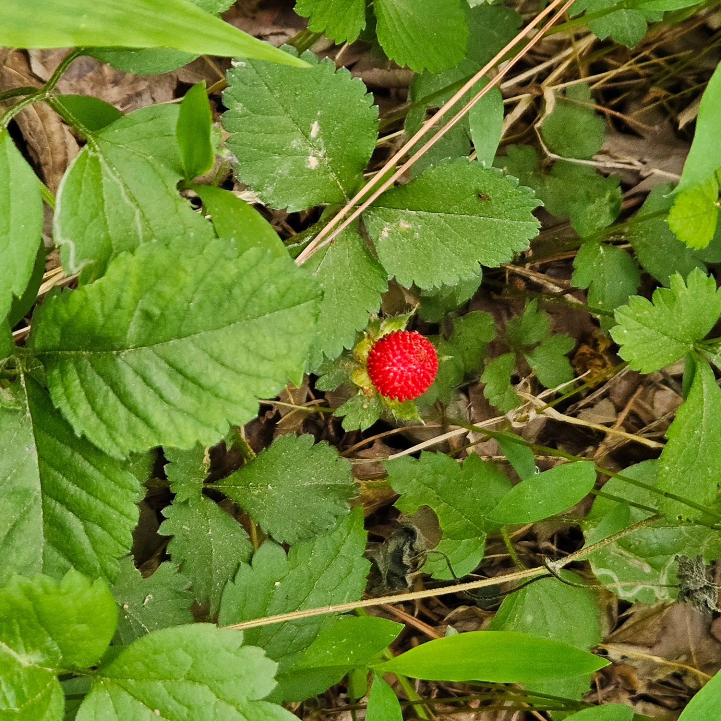 #뱀딸기 

지난주말 
반구대암각화
가는 길에 있던
뱀딸기

뱀이 먹어서 뱀딸기??
뱀이 스쳐 지나다녀서
뱀딸기??

어릴적 보고 오랜만에 본
뱀딸기