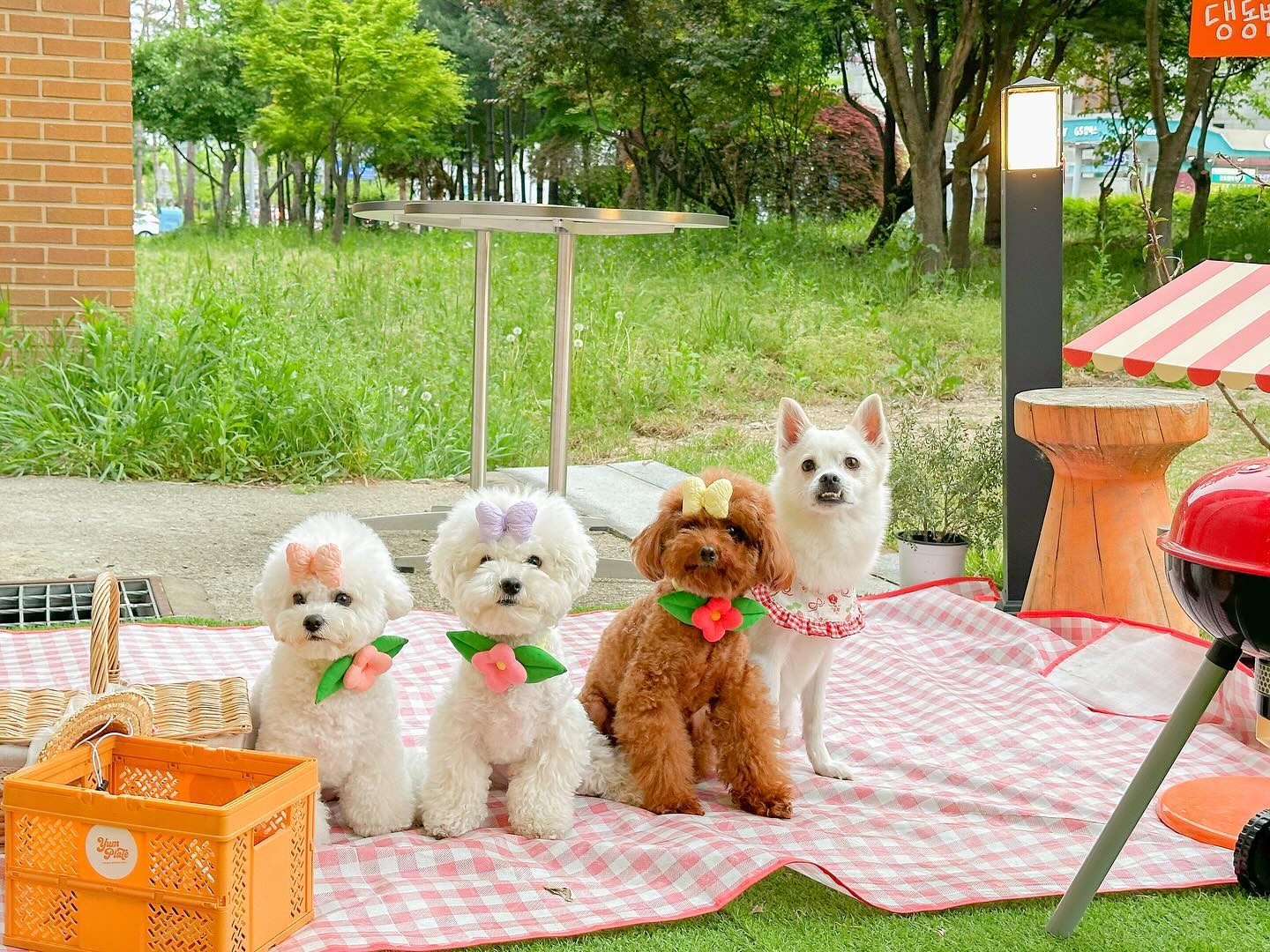 넘 이뿌다 ㅠㅠㅠㅠㅠ
요즘 폼 올라서 사진 폭풍 업로드🫠
#얌플레이트 yumplate_cafe1306