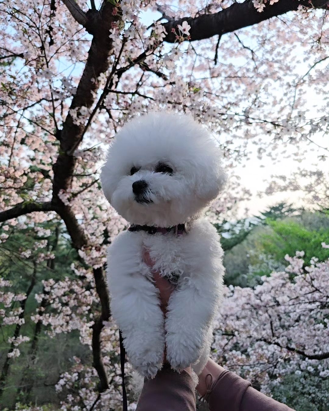 개딸공주❤️

공주~ 하면 자기부르는줄 암😆😆
이뻐이뻐❤️

#비숑
#댕댕이 #견스타그램