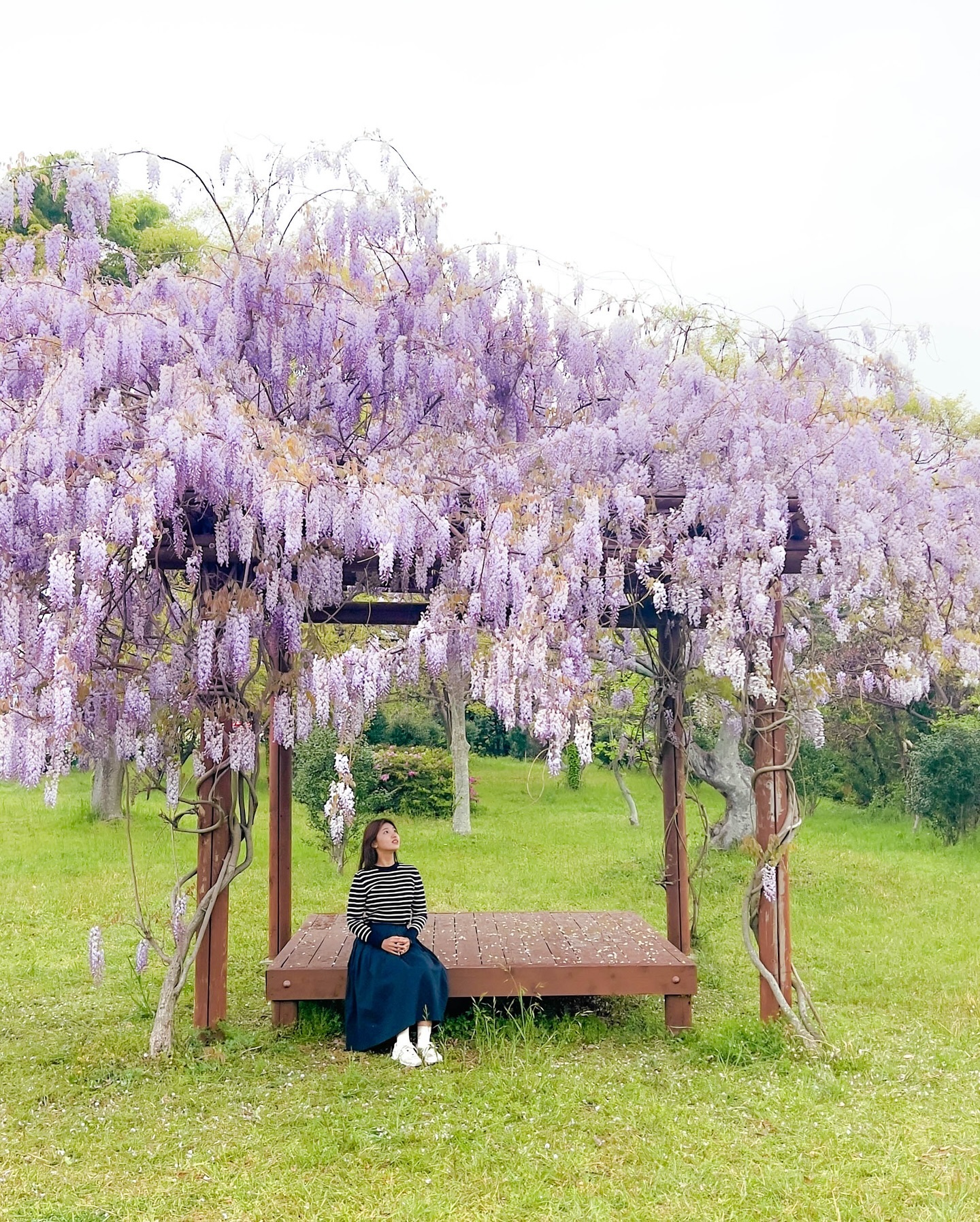 (저장,공유필수) 여긴 몰랐지?! 제주도 4월에 가기 좋은 꽃 스팟 💜

학교 다닐 때 한번쯤은 만났던 벤치 위의 등나무 꽃,
여름에 뜨거운 햇빛을 피하기 위해 그늘 역할을 해주었던 나무인데
요즘에는 보기가 흔치 않아진 것 같아요 🥹

서귀포 대천동 주민센터 맞은편에
작은 공원이 있는데 그 곳에 딱 자리잡고 있으니
중문이나 서귀포 가시는 길에 들려서 보고 가세요 🫶🏻

사진은 작년 촬영본 입니다! (23.04.11 촬영본)

📍제주 서귀포시 도순동 265

╭───────────────╮
📱제주에 또 다른 꽃 스팟이 궁금하다면
✔️ yyo_oni 팔로우
✔️ #요니_제주
╰───────────────╯

#제주여행 #제주가볼만한곳 #서귀포여행지 #제주등나무 #등나무꽃 #등꽃