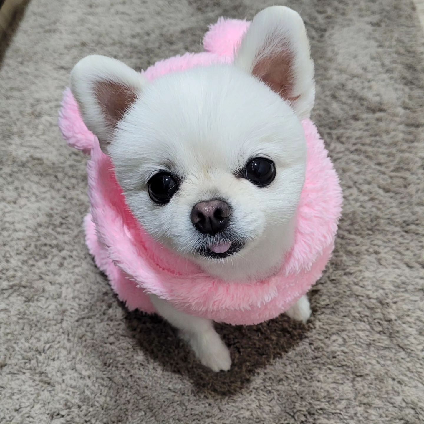 쪼끄만게 싸나워‼️
.
.
.
#포메강아지