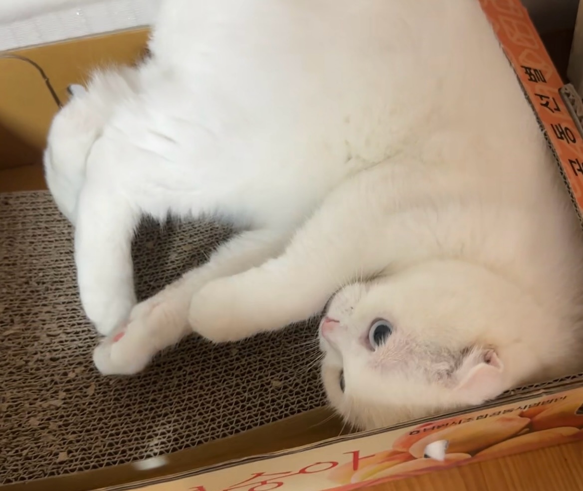 박스에 꾸깃꾸깃🩷