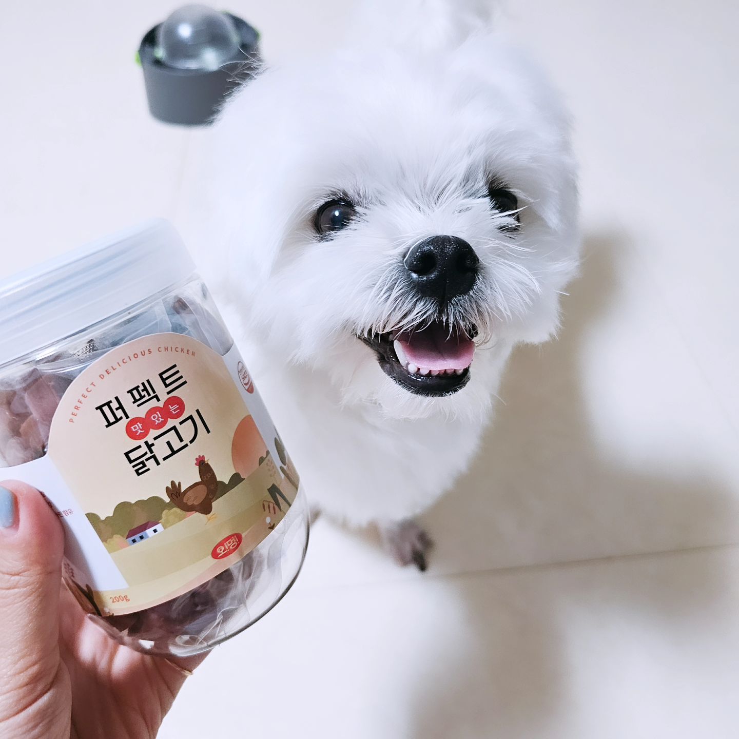 #협찬

산책이나 노즈워크를 하면서 줄수 있는 몽이의 노즈워크 간식 #오멍퍼펙트간식 

종류도 4가지로 
북어,연어,닭고기,소고기 맛이 있는데 
몽이는 닭고기 간식을 주고 있어용

취향에 따라 줄수 있는 간식이면서 
훈련용으로도 사이즈도 아담한데 
국내생산의 간식이라 안심이 되요
 
단백질함류량도 높으면서 콜라겐과 피부 관절건강에 도움을 줄수 있는 
퍼펙트 맛있는 닭고기 간식은 
해썹 인증받은 시설에서 제조하면서 
기름기도 적으면서 약10mm의 크기로 한입에 쏘옥!! 
말랑말랑한 식감이라 기호성도 좋은데

치아가 약한 몽이도 맛있게 먹고 있으면서 
노년견도 잘먹을수 있는 간식인거 같아요 
이중안심포장으로 내용물 변질도 최소화하고 

닭고기 맛이라 기호성도 좋은 간식이에용 
휴먼그레이드와 비타민도 함유되 
안전하게 먹일수 있어 좋으다!!!

ohmeong.official 

#애견간식#강아지간식#강아지간식추천#노즈워크간식#강아지트릿#강아지져키
#강아지노즈워크간식 #오멍 #오멍간식 #오멍퍼펙트간식 
#반려견져키 #몽이그램 #견스타그램 #몽몽이그램 #말티그램
#좋아요꾸욱 #좋튀 #좋반 #하트꾸욱 #팔로우꾸욱