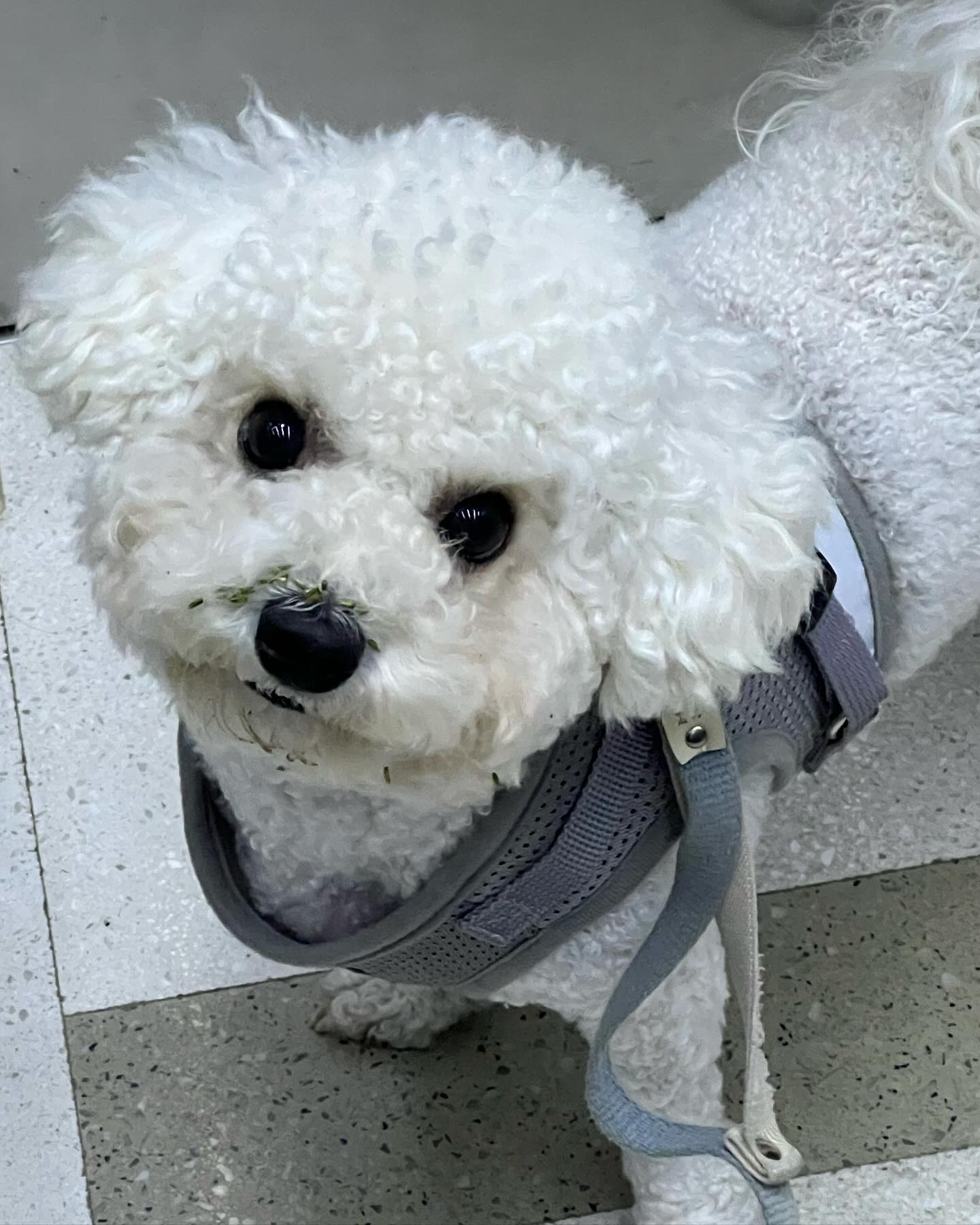 뉴 콧수염🥸