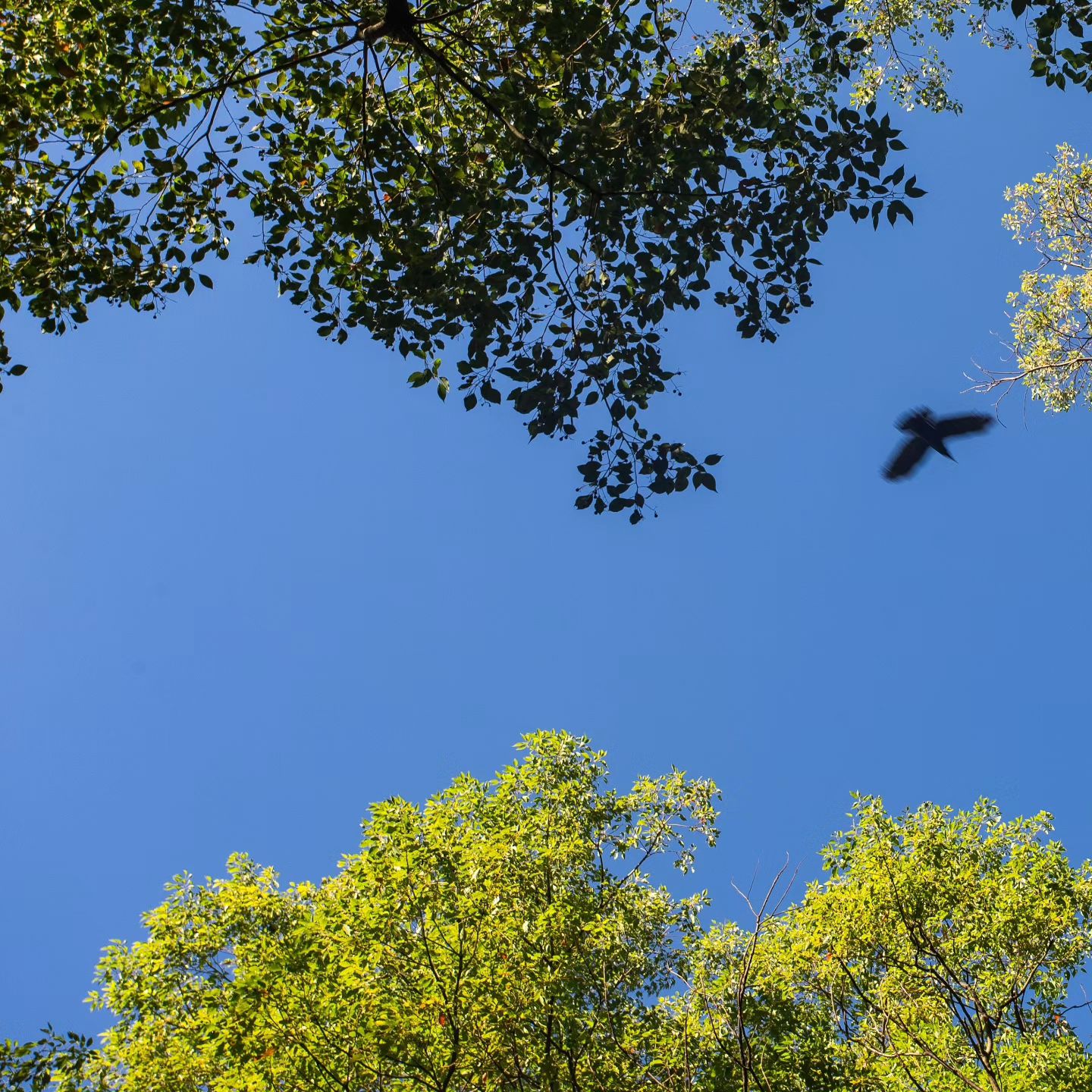 🐦‍⬛