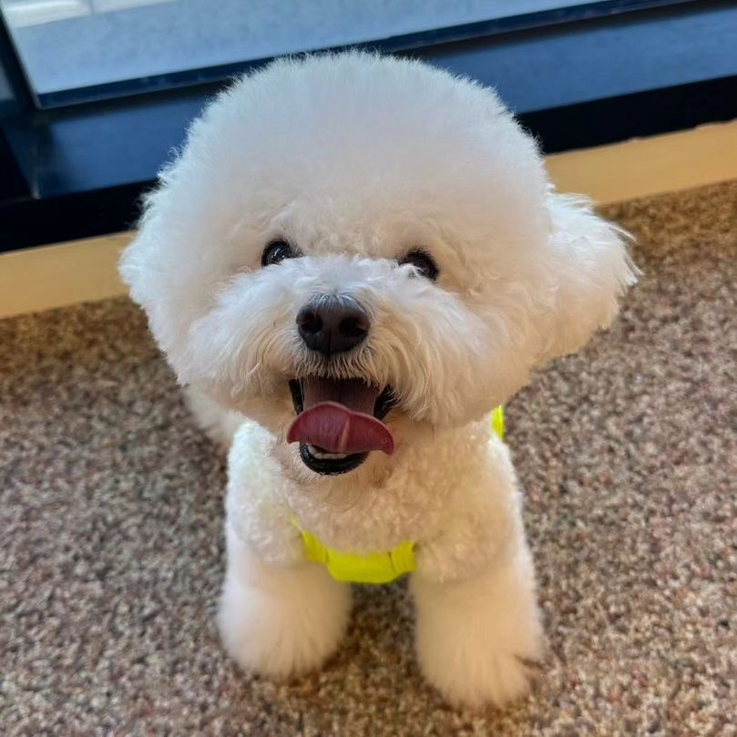 날아라 춘봉💚🩷

여름엔 형광 입어줘야지☀️👍

_moreluv_  #몰럽 에서
형광신상 보자마자 겟겟💳

유쳔에서 매일 신나게 뛰어놀고
밤산책까지 하고나면 꿀잠이징😴

이번주내내 비가 온다더니
날씨가 너무 덥당🥵🥵🥵

기상청은 풍각쟁이야🤥

친구들아🐶
오늘도 내일도 신나게 놀아보자규💛🤍
.
.
.
.
#형광이잘어울리는남자 #유치원씬나 #날라다니는중