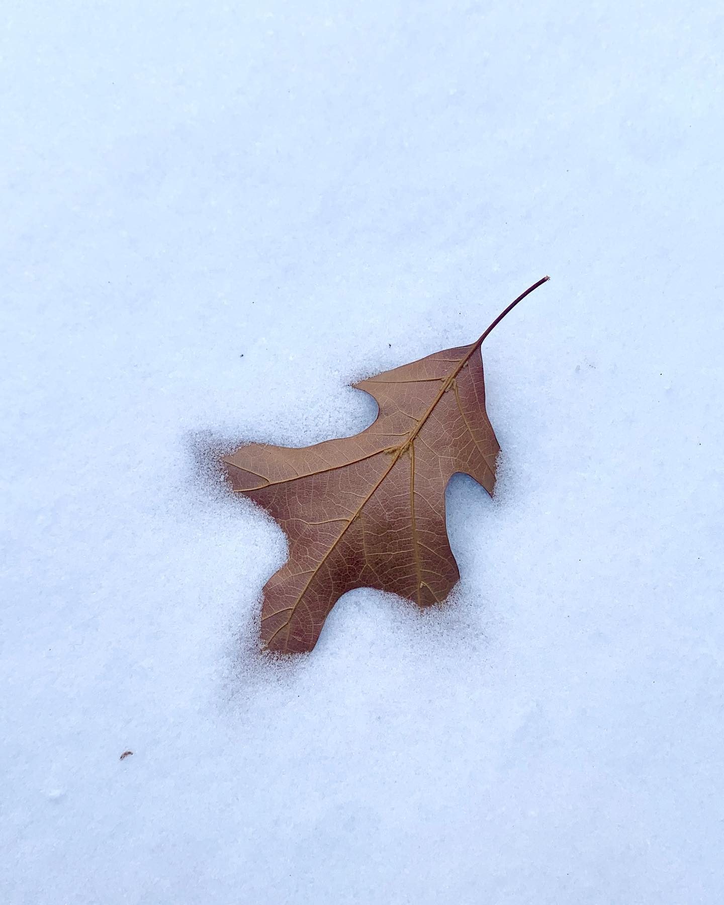 우아 눈이다~!! (푹❄️)
.
#눈이너무좋은낙엽
#눈밭 #눈밭에서뒹굴 #눈좋아