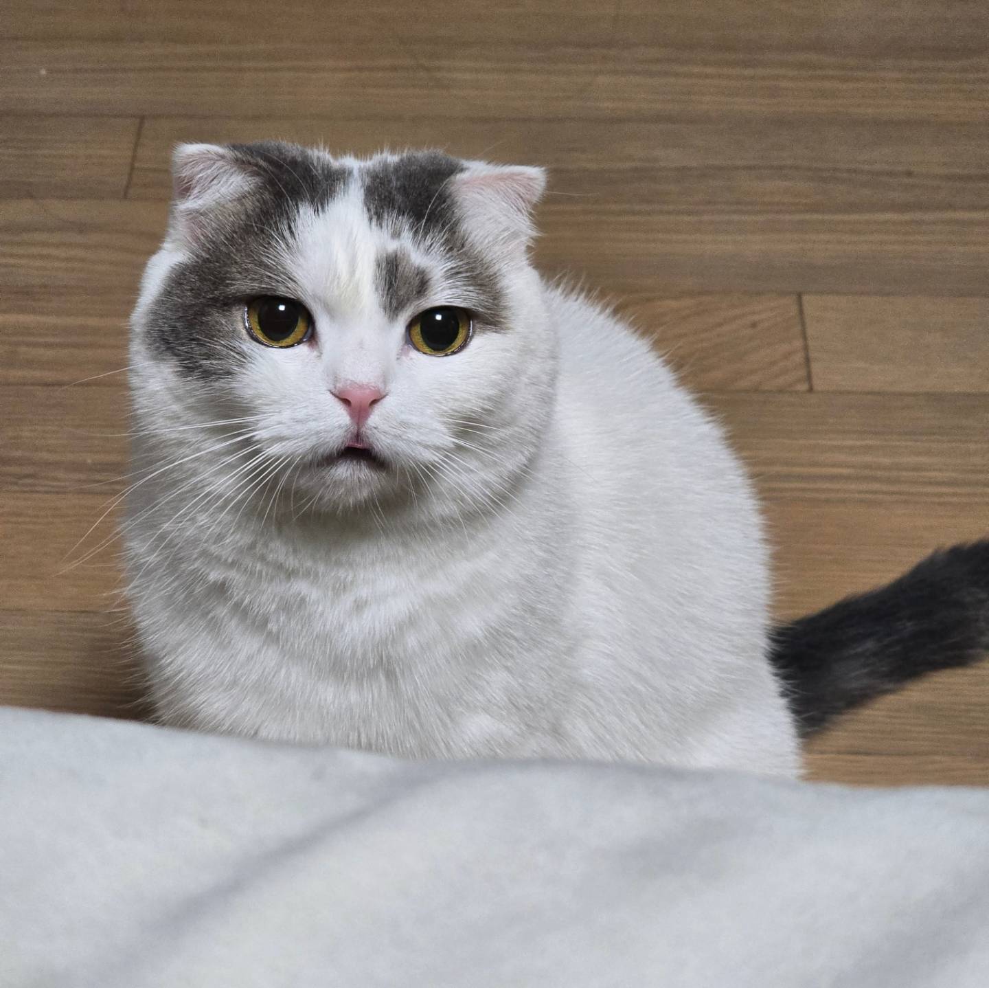 귀여운건 확대해서 봐야햇

#고먐미 #고양이 #확대샷 #귀여워 #혓바닥모야 #동글동글