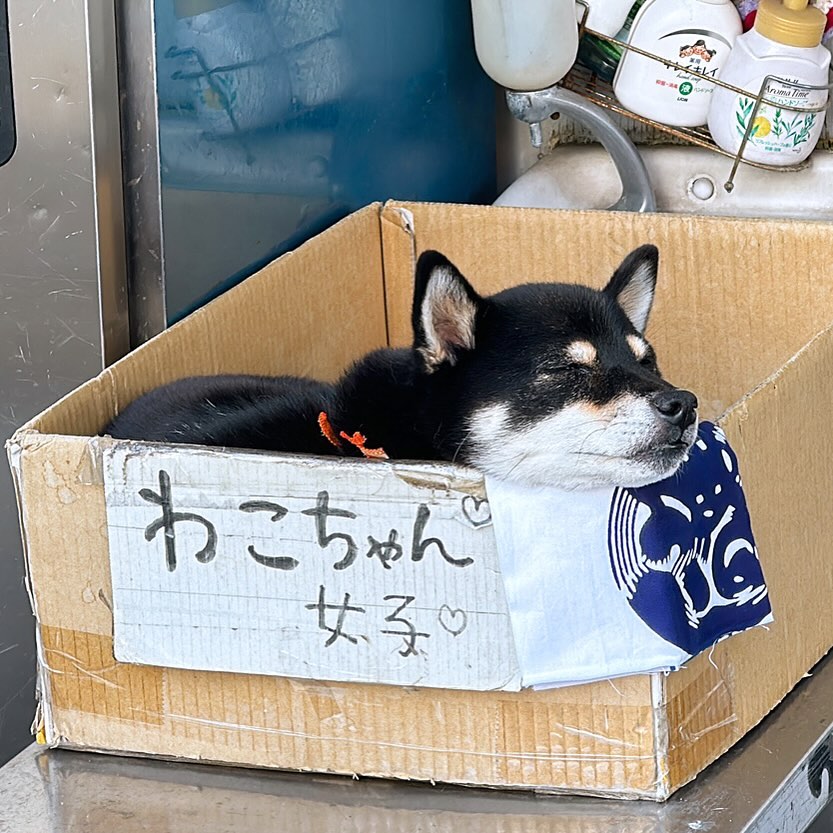 2023.10.25 東京 🐶🐾
츠키시 시장에서 만난 댕댕이💓