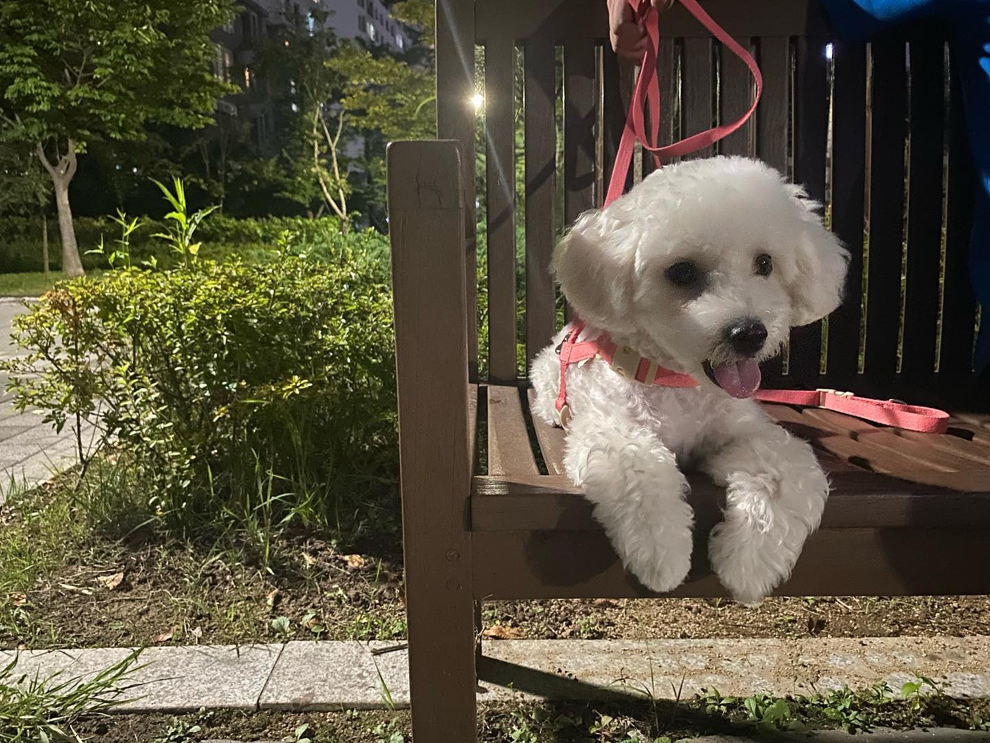 귀염둥이 우리 율무

#댕댕이