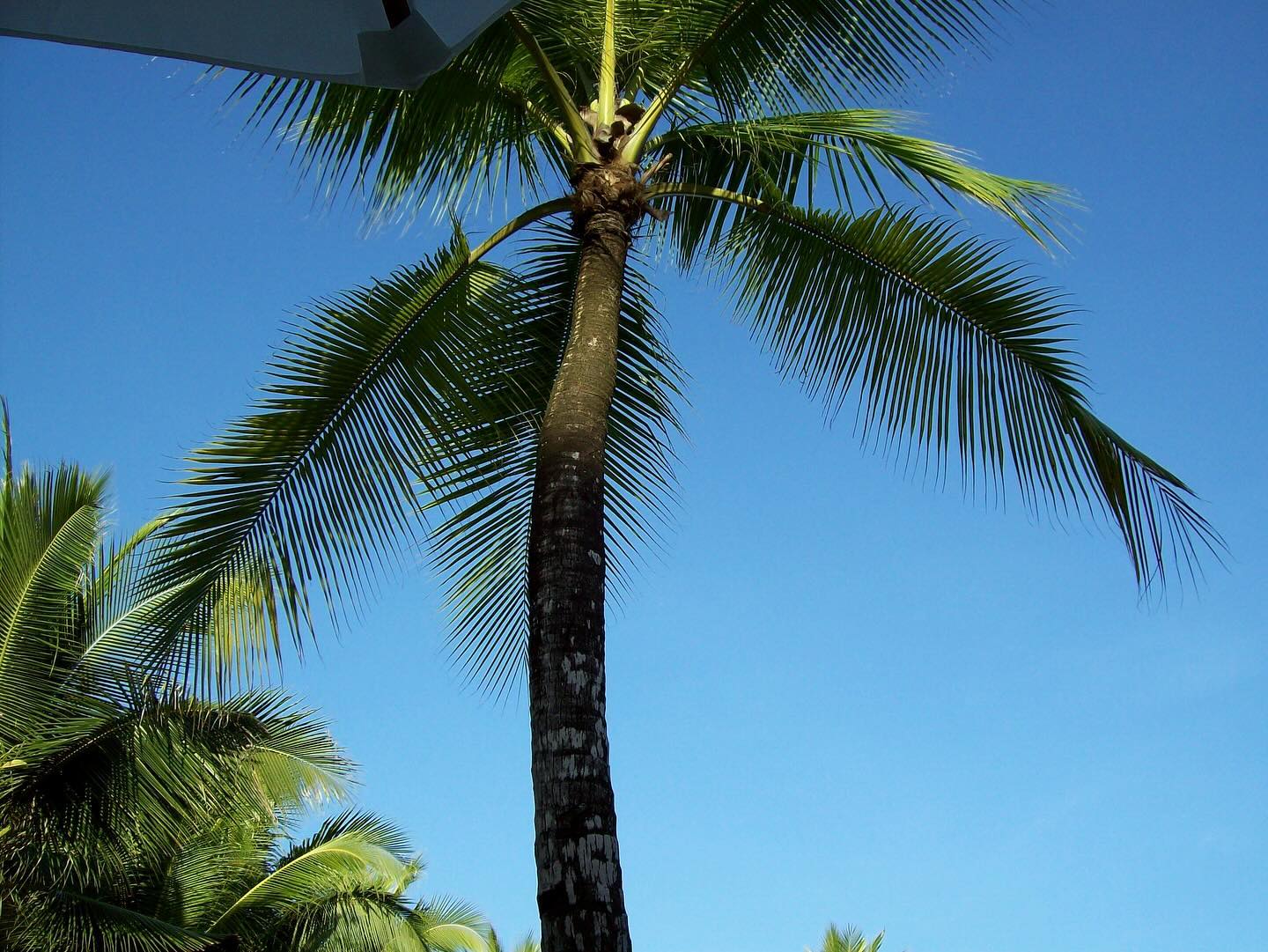 🌴