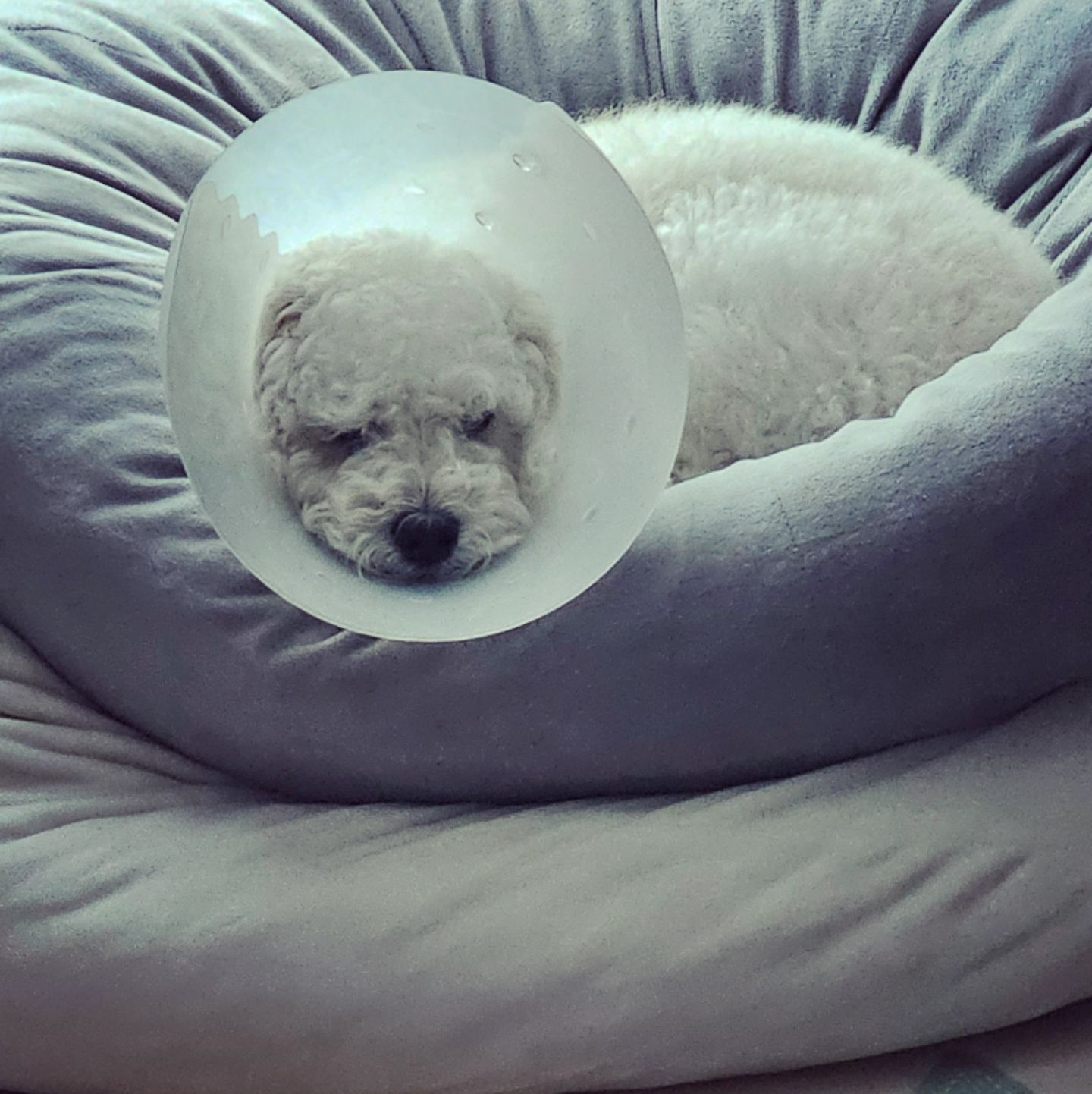 #❤️

밀린 빨래시간🥲
오늘 세탁기,건조기 열일중🫠

쿵이도 자는시간🐾

xxl사이즈 넥카라도 소용이없넹😭
어쩔수없이 이걸로.. 다리가 길어융😂
얼른 낫자🩷