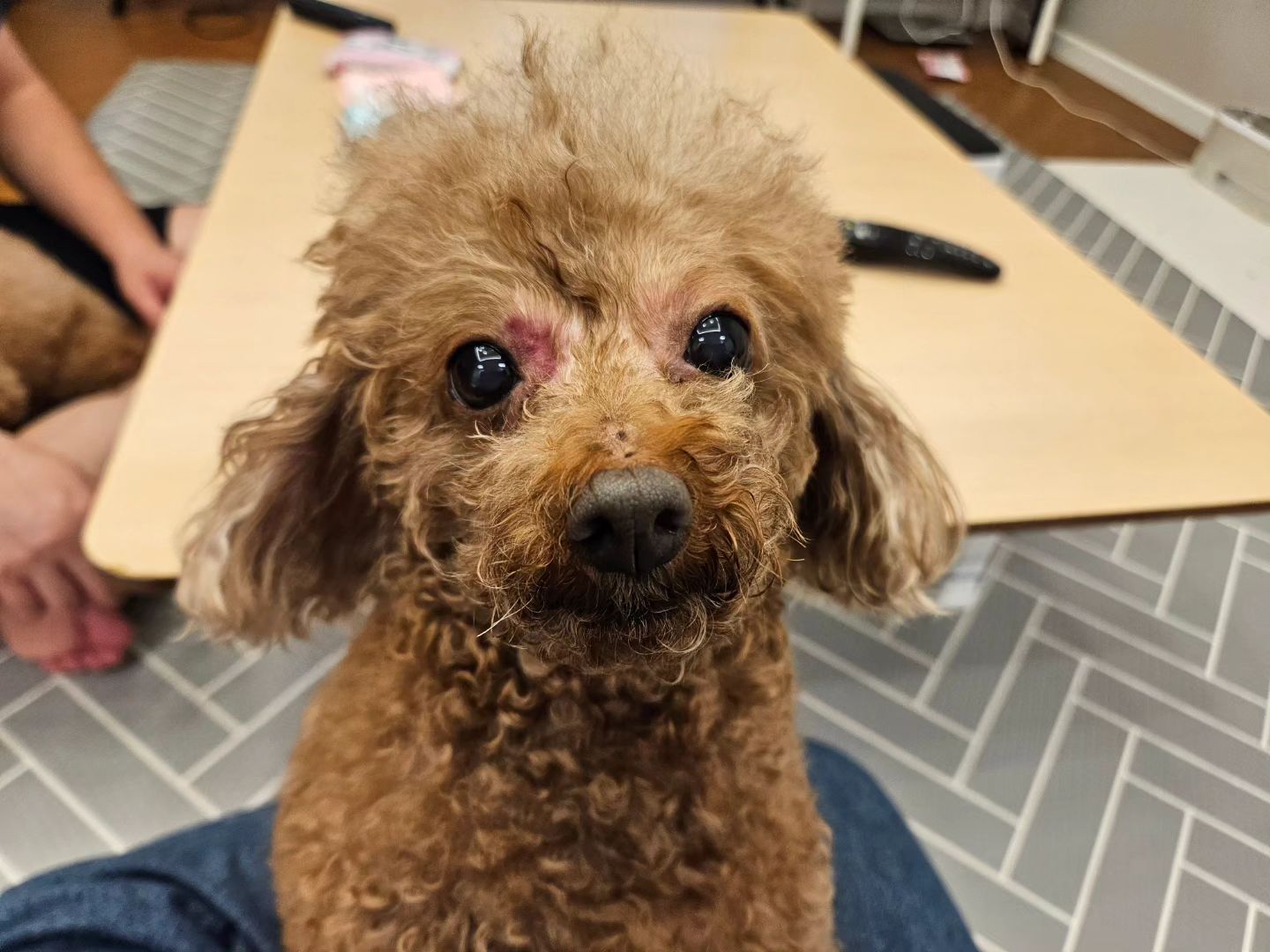 산책시키다 리트리버가 달려들어서 
큰일날뻔😭

부딪힌건지 긁힌건지..

맘아프네ㅜㅜ

쪼꼬는 안다쳐서 다행..