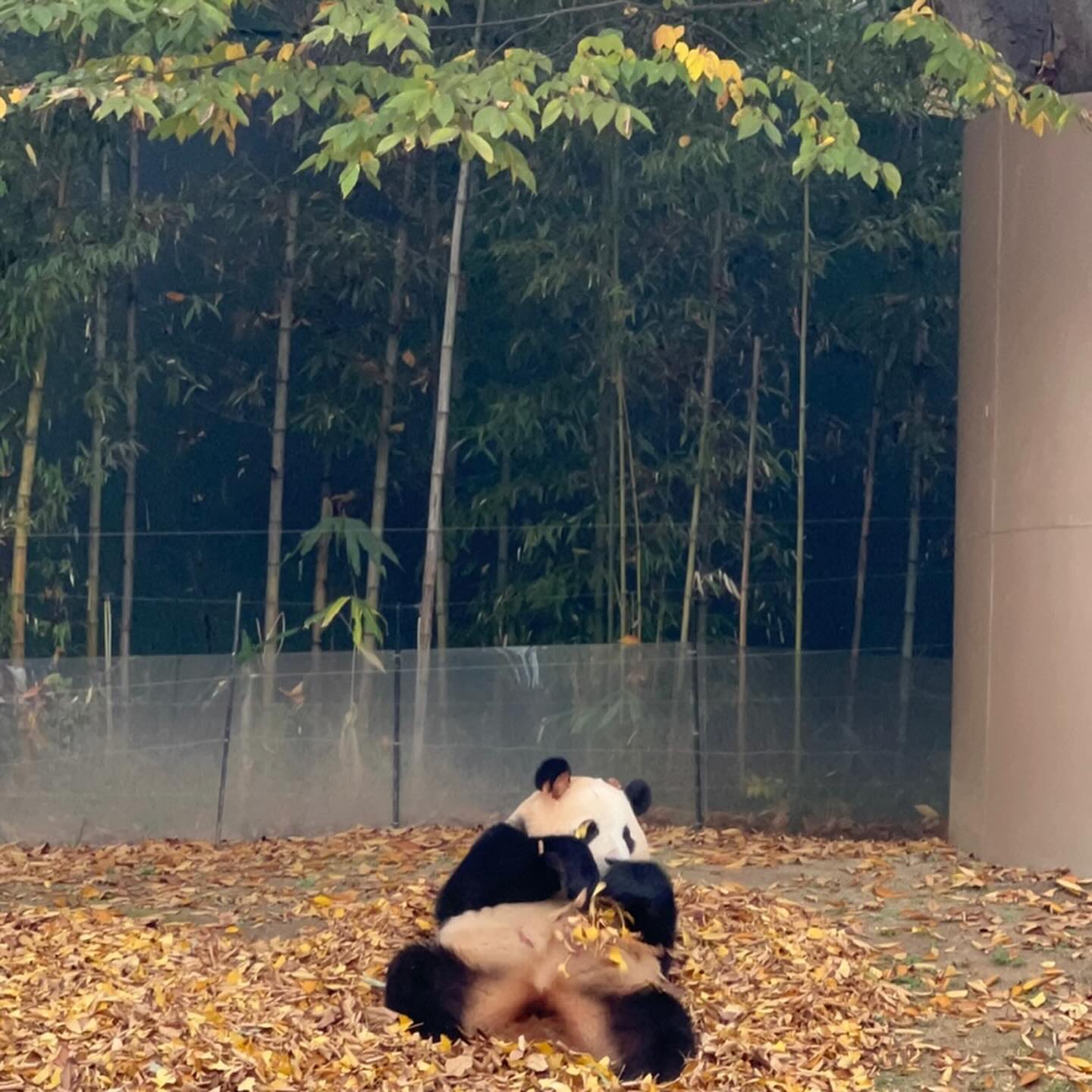 푸바오랑 러바오🐼🐼🐼🐼🐼❣️❣️❣️