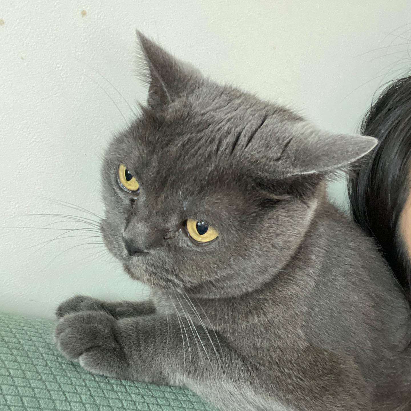 😾