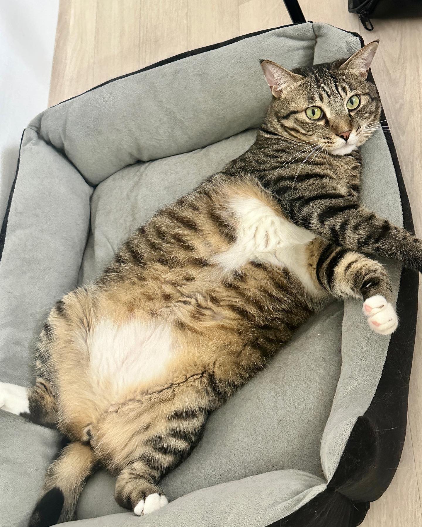 2023.08.12 자는데 방해하지마라냥😼

#깡이 #낮잠 #고양이 #냥스타그램 #개냥이 #집사스타그램 #고양이일상 #반려묘 #시고르자브종