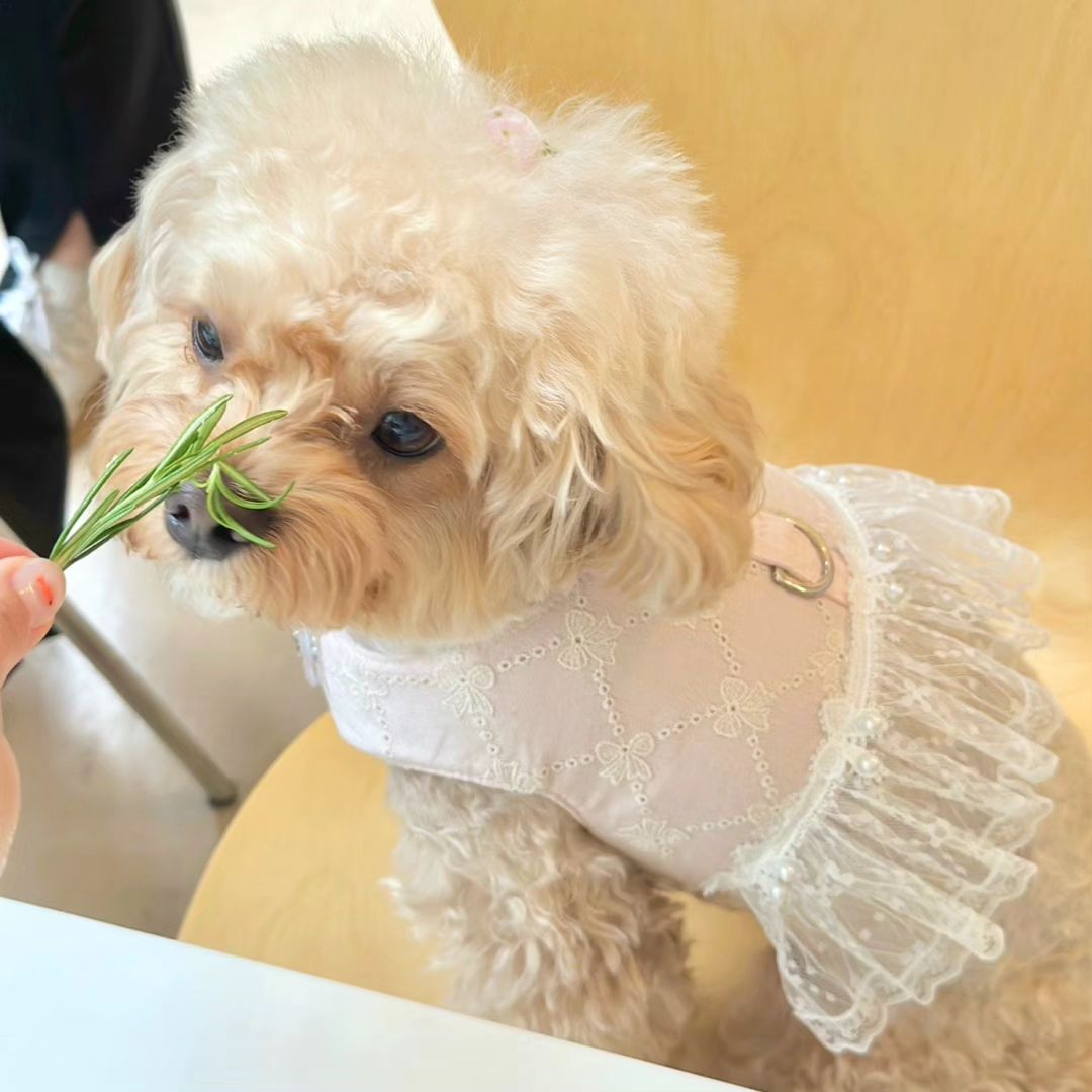 어뮤즈 하네스👑 많이 기다리셨죠 🥲
리본 자수와 고급스러운 레이스, 진주장식이 들어간
우아한 하네스랍니당💓
드디어 업데이트 되었어용ㅎㅎ 3일간 10%할인 들어가용!

🍒부드러운 면소재에 귀여운 리본 펀칭자수
🍒고급스러운 진주,레이스 디테일
🍒통기성 좋은 안감 매쉬 소재
🍒털에 안붙는 강력한 Rohs인증 받은 플라스틱 벨크로
🍒 댕댕이들 체형에 맞는 스위티만의 입체적인 패턴