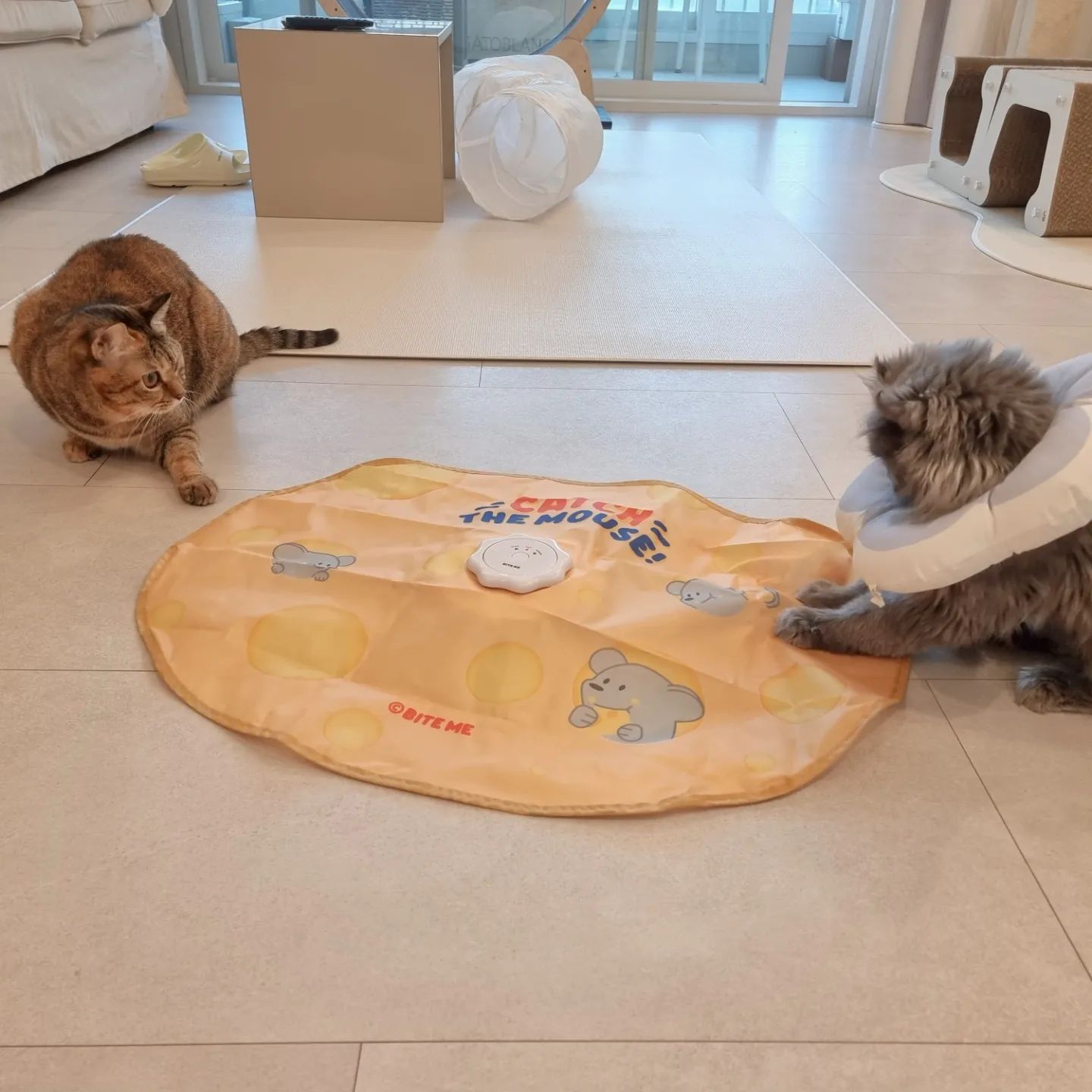 #광고 #네이버펫

고양이 혼자 있을 때도
심심하지 않게 놀 수 있는,
쉽게 질리지 않고 잘 노는
그런 자동 장난감 어디 없을까?🤔

고민하던 집사가 찾아낸
잘 갖고 노는 흥미 만점 쥐돌이 장난감,
네이버펫 바잇미 캐치더마우스에요.🥰

다묘 가정에서 부족한 놀이 시간도
캐치더마우스와 함께 놀아준다면,
냥님의 사냥 본능 채우기 충분할 것 같았어요.

바스락 바스락 소재의 천 아래
살랑살랑 꼬리 흔들면서 돌아다니는
쥐돌이 장난감에 냥이들 눈이 번쩍!😼

살금살금 다가가 휙 덮쳐도 보고
움직임을 지켜보다 빠르게 낚아채보며
즐겁게 노는 미미와 나나에요.

합사중이라 서로 볼 때마다 하악질인데
사이좋게 공동의 적(?) 쥐돌이를 떄려잡는
냥자매 모습 귀여워..ㅠㅠ

#네이버펫앰배서더 #동그람이 #바잇미
#고양이장난감 #고양이자동장난감