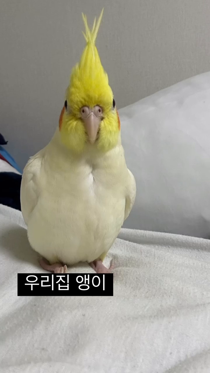 작구 소중한 양파 우리 피요... ♡ 피요 계정>> pi_yoooo_o