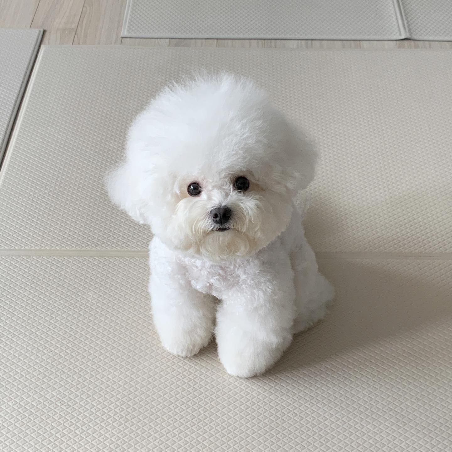 털 쪄서 더 귀여워.. 겨울에 다시 찌우자