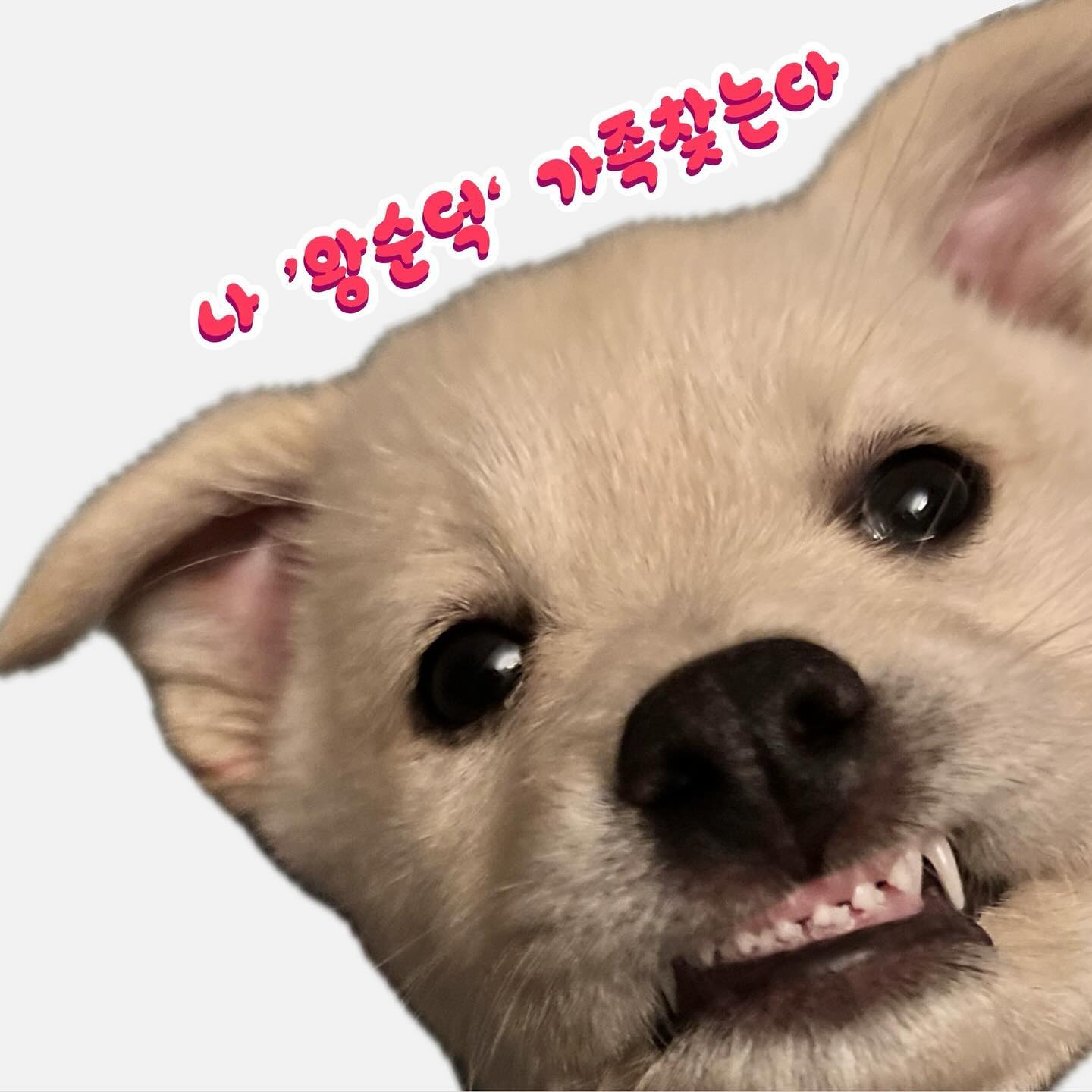 #내이름은왕순덕
#똥꼬발랄왕순덕
순덕이의 가족찾기를 시작하려고 합니다
구조된지 일주일이 지났고, 엄청난 회충을 뽑아낸것 말고는
건강상 문제없이 하루 3-4번 밥도 잘먹고, 응아도 잘하고 잘자고
아주아주 잘지내고 있습니다

순덕이의 입양신청은 
wangfam_adoptme 프로필에있는 
입양신청서 링크통해서 작성해주시면 됩니다
(그외 문의 사항은 디엠주세요!)

🩷생후2-3개월추정 여자아기
🩷현재몸무게 3키로 
🩷이것저것 맛보고 뜯고 씹고할 개린이
🩷하루 3-4번 퍼피사료 먹는 개린이
🩷사람보다는 멈머 언니오빠들이랑 뛰뛰하는걸 좋아해요
(둘째로도 너무너무 좋아요)
🩷혼자두는걸 싫어해요

아주아주 신중하게 고민해보시고 입양신청해주세요
문의는 디엠주세요!!!
다만 ‘얼마나커요?’ , ‘털은많이빠져요?’ 등
이런질문들은 답변하지 않겠습니다

신청서 작성한다고 다 보내지않아요
신청서 읽어본후 적합하다고 판단이되는 신청자분께
개별 연락 드리도록 하겠습니다!

순덕이가 좋은가족 찾을수있게 공유도 많이 부탁드려요🙏🏻

#왕순덕#유기견입양#사지말고입양하세요
#아기강아지#퍼피#백구#믹스견
#믹스견은사랑입니다#adoptme