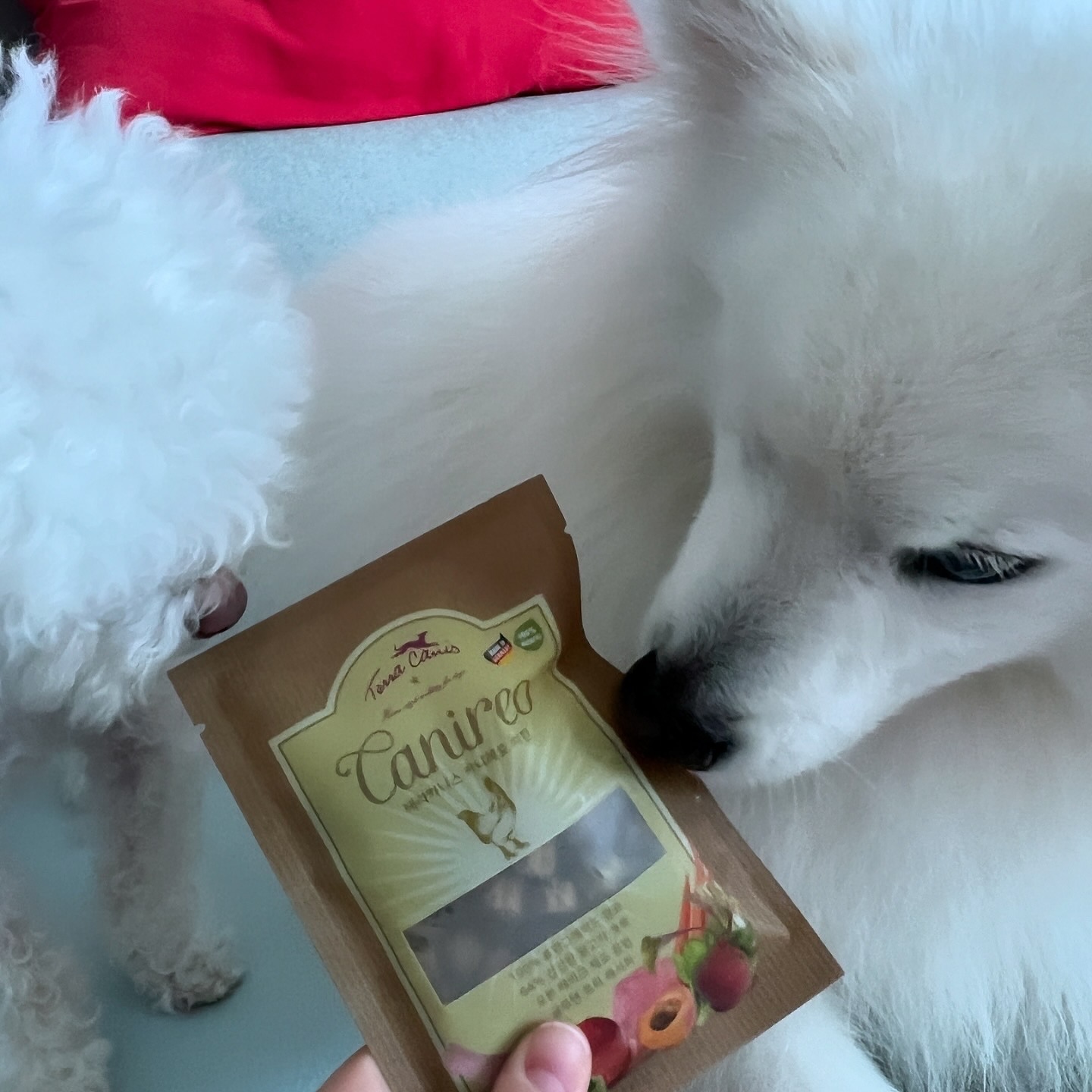 #협찬 #테라카니스 #카니레오

루리가 좋아하는 테라카니스🐾

작아진 키블로 소형견이나 노령견도 먹기 편해졌고
30g사이즈 샘플도 이제 판매를 해서 미리 기호성을 테스트하기 좋아요! 그리고 샘플사이즈는 휴대성이 좋아 여행갈때 챙겨다니기도 좋다는!

-
#꽁냥꽁냥루리네 #강아지사료 #반려견사료 #petstagram #dogstagram #멍스타그램 #사료추천 #반려동물 #케이펫페어 #강아지용품 #terracainis