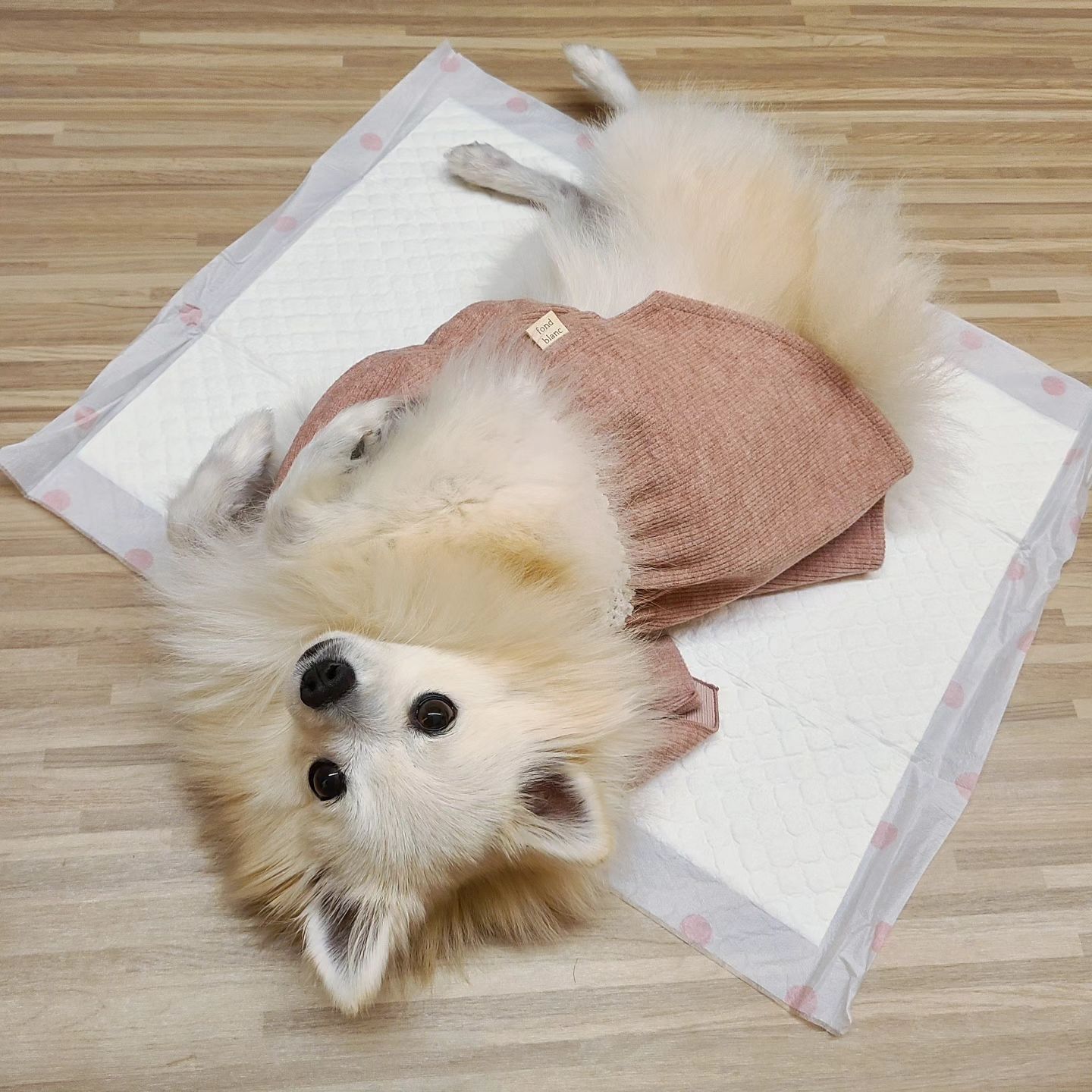 #협찬
빵맘 생일기념으로 글램핑을 다녀온 빵이👍
여행갈 때도 알차게 챙겨가는 씬바이 #배변패드

✅️ 씬바이의 베리패드(대/중/소형)
▪️고른 흡수력
▪️안전 방수막
▪️여행용 패드

흡수력 짱짱한건 진짜 말모🥹
찐빵이 기준 중/대형은 3일동안 한장으로 충분🫶
쉬야냄새도 안나요💕 새지도 않아요💗
귀차니즘 빵맘한테는 최고의 배변패드🌼
#흡수력좋은배변패드 하면 씬바이는 공식👏

이런 완벽한 씬바이 패드의 또 다른 완벽한 점은
▪️여행용 패드가 따로 판매되고있다는 사실🫢🫢🫢‼️
10매씩 포장되어 대/중/소형 모두 나오고있어요✨️

장기간 여행가실 때 요고하나 챙겨가시면 아주 Good
(➕️짐가방에서 배변패드 찾아헤매는 번거로움이 사라집니다🌼)

이런 베리베리 퍼펙트한 베리패드🍒
사진을 넘겨서 소/중/대형 사이즈 비교해보세요😆
빵이가 벌러덩한 사진과 덮고있는 사진의 제품이 소형이고
중형, 대형은 훨~씬 커요👍👍👍

3.6kg 찐빵이는 소형만 써도 충분합니다만,
빵맘의 귀차니즘 ➕️ 쉬야한 곳엔 또 쉬야안하는 빵이 특성상
소형으로 깔아주면 좀 더 자주 바꿔줘야되서
전 중형이나 대형이 더 편하더라구요🫶

부지런한 임모들은 찐빵이정도 사이즈 아가면
소형쓰시면 충분하실듯⁉️

(➕️막짤_케이펫페어 메가주에서 영접하고온 씬바이❤️)

-
씬바이 베리패드
🏷sceneby_official

-
#씬바이 #강아지패드 #애견패드추천