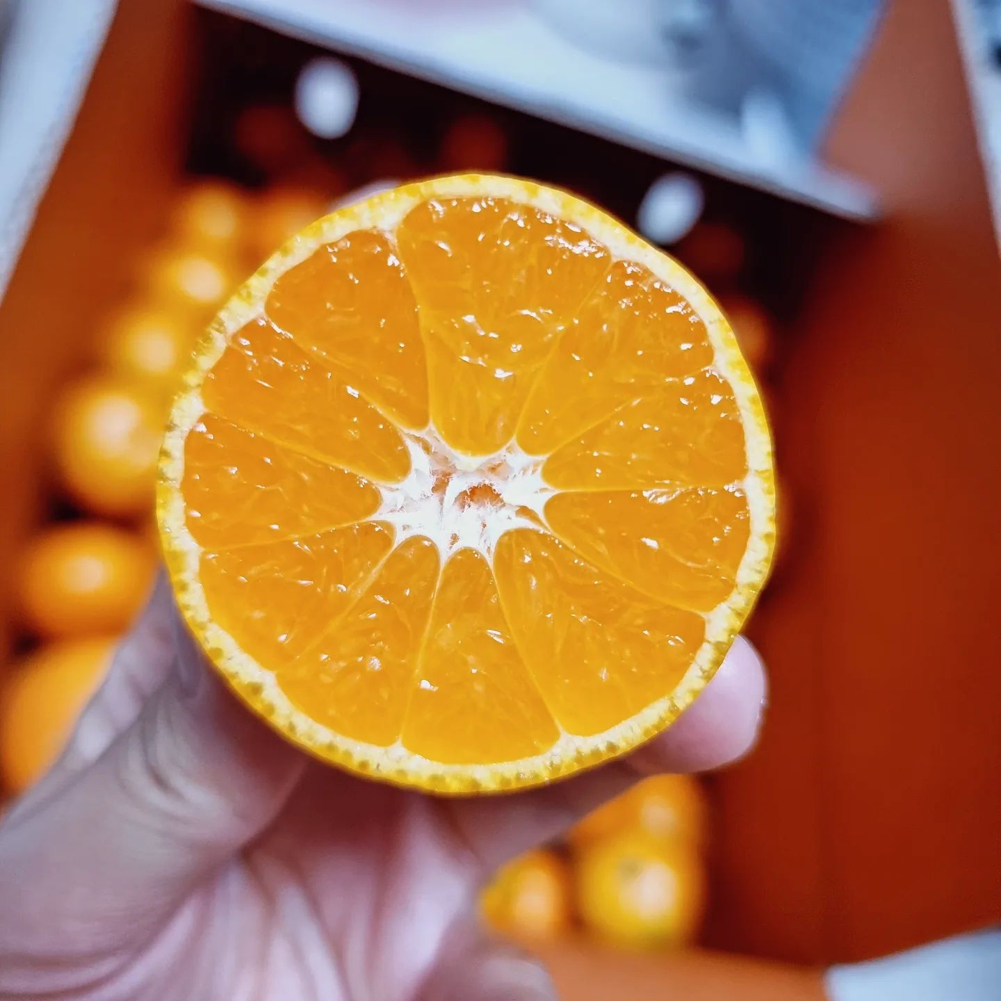 이번달만 
두 번째 주문한 #귤아주망

껍질도 얇고 맛있어 맛있어🍊
신맛은 거의 없고 단맛이라
자꾸만 손이가요~ 손이가~

감기예방에 좋은 #제주감귤 먹고
겨울나기 고고싱~

#감귤맛집 #제주도감귤🍊