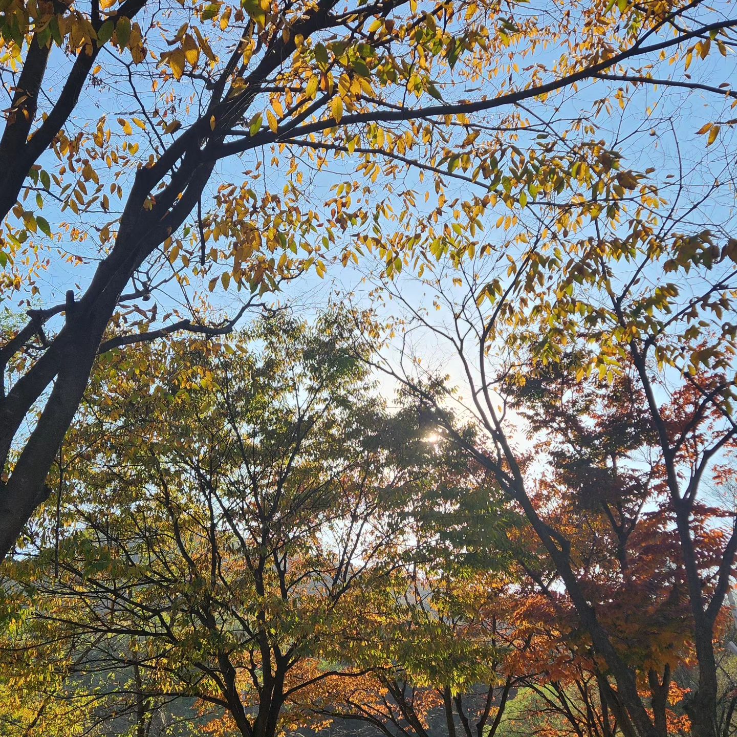 인천대공원 

단풍, 커피, 저녁은 333삼겹

#단풍 #아직은 #절정 
#아님 #커피 #산책
#333삼겹 #소주