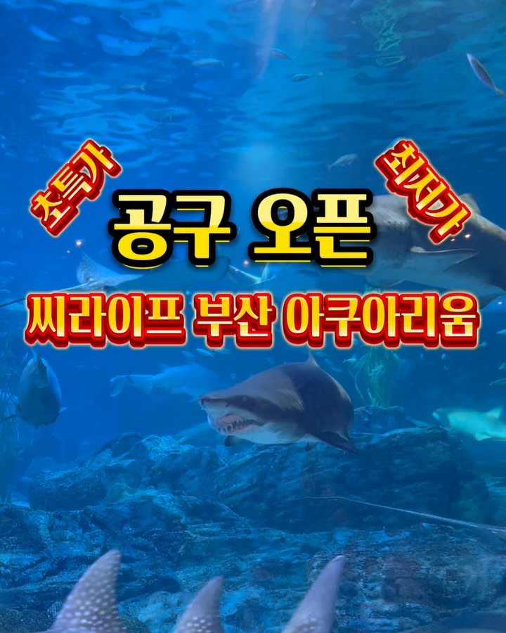 마감된 공구입니다🙏🏻💗
➖➖➖➖➖➖➖➖➖➖➖➖➖➖➖

📣씨라이프 부산 아쿠아리움 오픈했어요!!🤗
결제창 들어가시면 오픈과 동시에
‼️또 다른 선물도‼️가지고 왔으니 참고 부탁 드릴게요:)💝

🔗결제창과 함께 해운대 주변
가성비 숙소 원하시는 분들은
댓글에‼️특가‼️라고 두 글자 남겨주세요:)✍🏻
프로필 링크에서도 구매 가능하세요🫶🏻

✔️가장 중요한 부분이 상품 클릭 시 회원 코드에✔️✔️
🚨반드시‼️서하네‼️라고 세글자 입력해 주셔야
상품 페이지가 오픈되며 신청이 가능하고🚨
💁🏻‍♀️그 뒤로 단계가 넘어가는 점 꼭!꼭! 기억해 주세요:)🙏🏻

💸환불의 경우 유효기간 내 100프로 환불이며
취소 시 구매 페이지에 있는
대표 번호로 요청하시면 취소 가능해요!
☎️전화 요청
• 업무 시간 내 1600-6121 (전국 대표 번호)로 요청해 주세요!
(평일 10시~ 16시까지 / 주말, 공휴일 10시 ~ 15시까지)

‼️단, 부분 취소 또는 사용 기간 초과시 
환불 불가한 점 양해 부탁드립니다🙏🏻

🌊🌊씨라이프 부산 아쿠아리움🌊🌊
🗓️판매 기간 : 12월27일부터 29일까지(3일간)
👉🏻 25년1월 1일부터 사용가능!
🗓️이용 기간 : 25년 2월28일까지
✔️유효기한 내 미사용 시 100% 환불

‼️꼭 놓치지말고 초특가로 구매하셔서 
사랑하는 아이, 가족, 연인, 지인과 함께 
알찬 겨울 나들이 떠나보세요:)🥰

#씨라이프 #아쿠아리움 #해운대아쿠아리움 
#해운대가볼만한곳 #해운대여행 #해운대여행코스