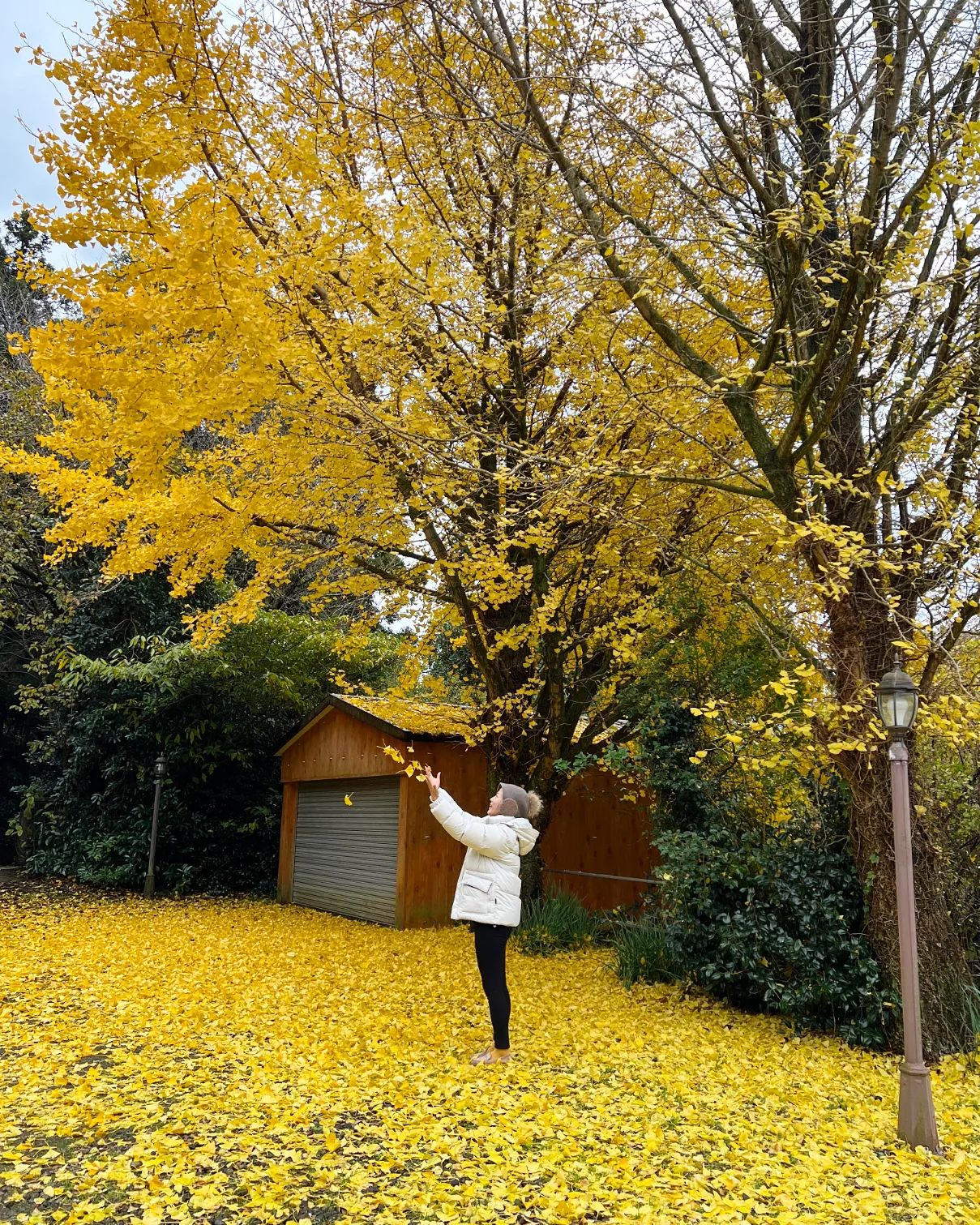 써니라이프💕

나도다녀왔다💛

어쩌다보니
오늘컨셉은 은행나무양말 :)

맑은날가면 진짜 쵝오일듯🙂
이제 동백스팟가자

#은행나무 #은행나무스팟 #제주은행나무
#제주여행 #제주서쪽여행 #가을끝자락
#12월여행 #일상을여행처럼 #선의써니은행