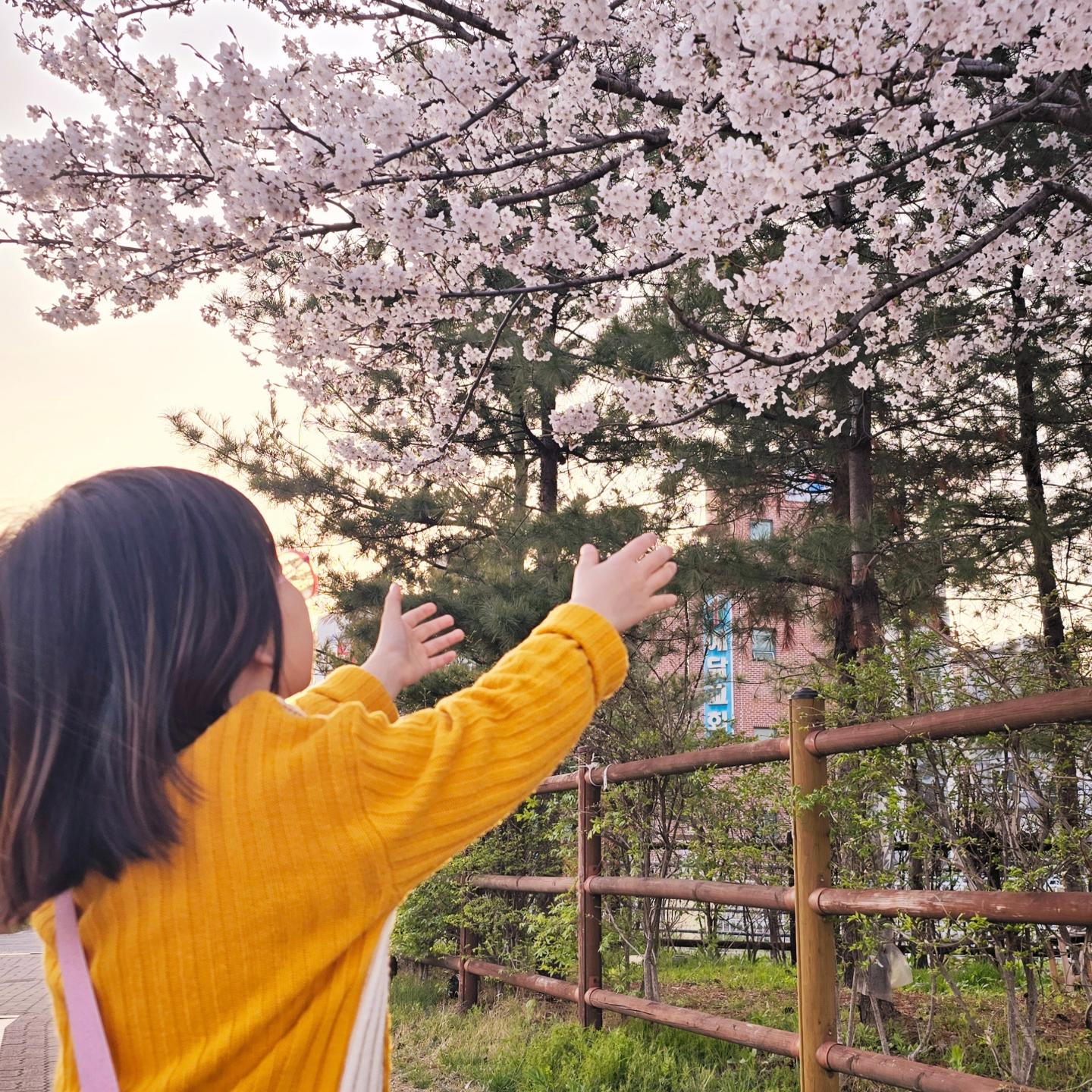 길에 만개한 벚꽃 🌸 
올해는 왠지 꽃구경의 그냥 길에서 해야할것같네요.
그래도 꽃보니 맘이 설램

#🌸 #벚꽃 #벚꽃구경 #딸스타그램 #꽃보다예쁜너 #일상 #데일리