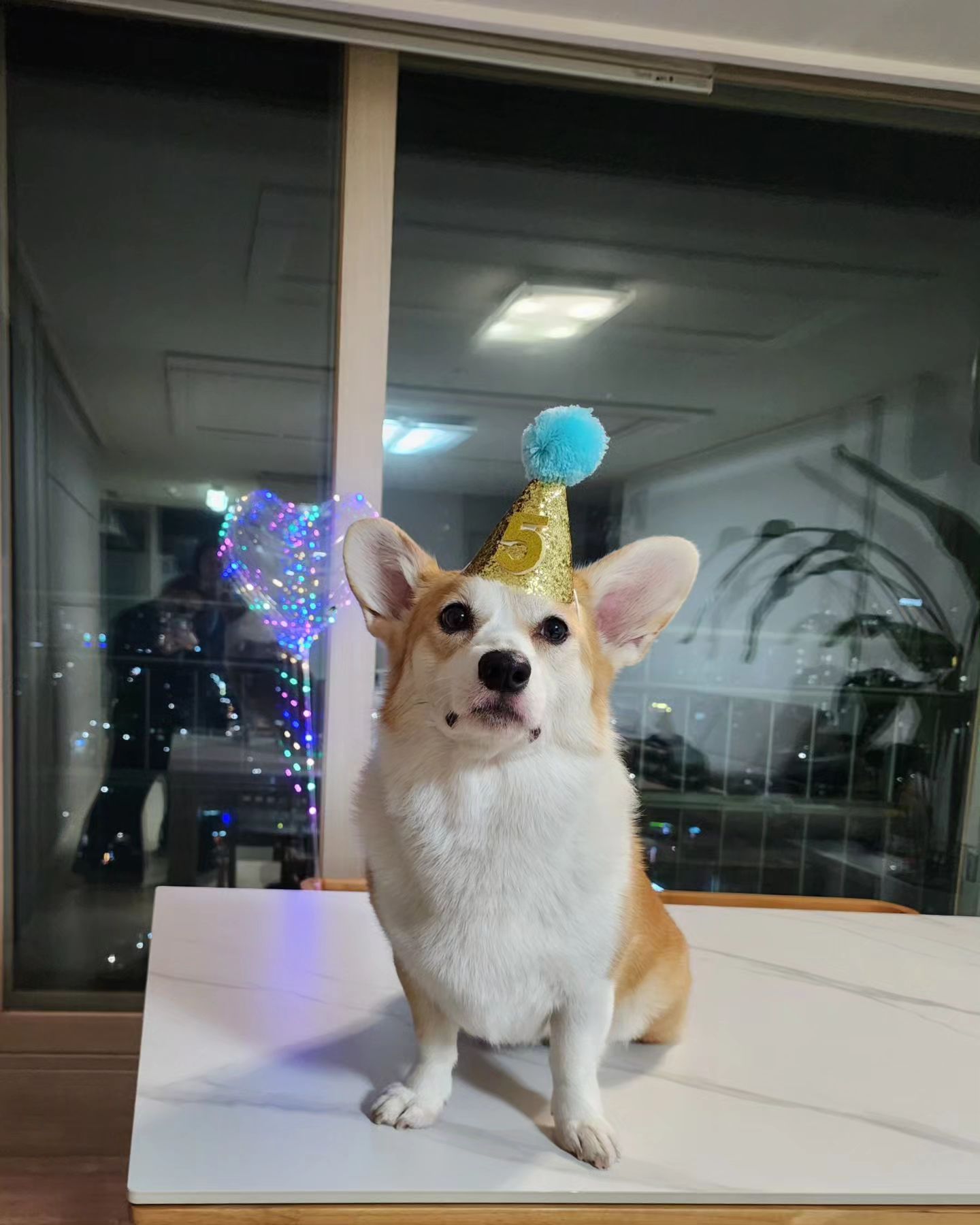 나 버거 5살 됐따 🎂 
올해는 간소하게 이모네에서
축하만 했따
엄마 아빠가 우리 버거 평생 지켜주께!!!

#내생일 #hbd #간식이나내놔