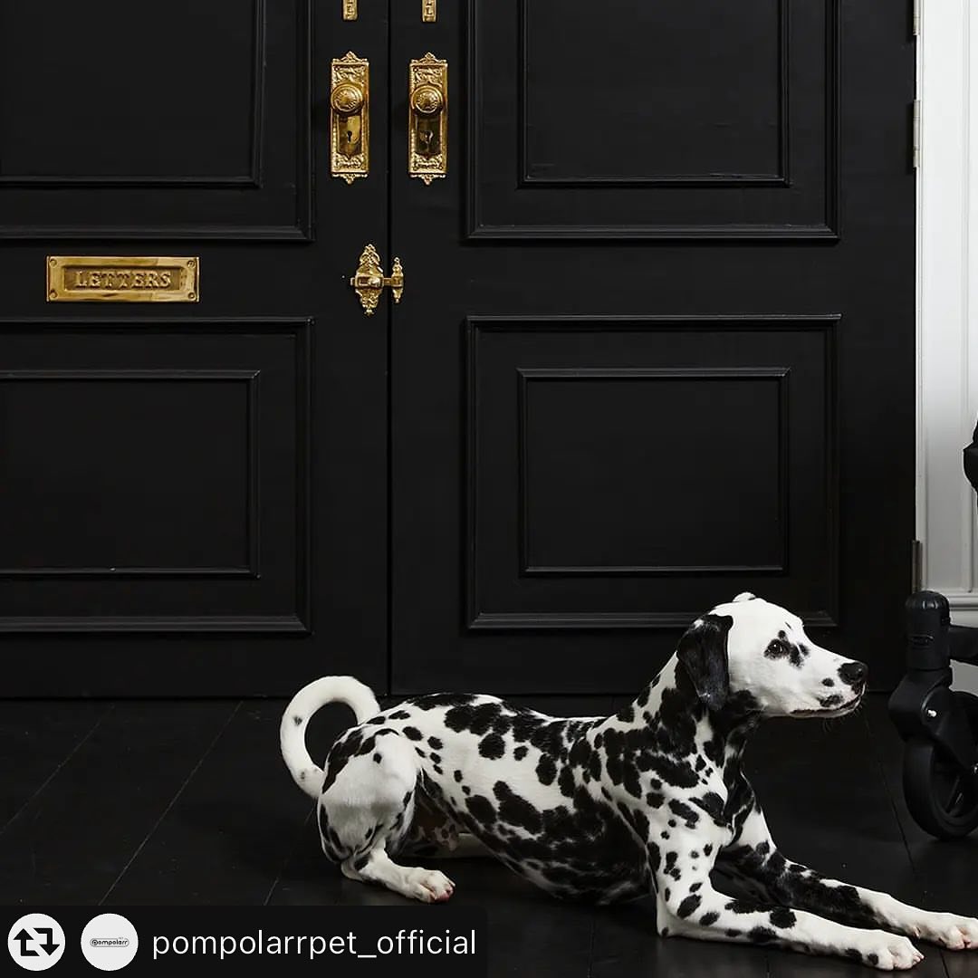 #리그램 - pompolarrpet_official by get_multi_repost
⠀
폼포라펫 클래식 웨건
𝑨𝑴𝑩𝑨𝑺𝑺𝑨𝑫𝑶𝑹 모집🐶

【모집기간】
3월20일(수)~4월3일(수)

【활동기간】
3개월(4월 초 ~ 6월 말)

폼포라펫과 함께 할 든든한 지원군을 모집합니다🐶
엠버서더 신청 및 활동에 대한 자세한 내용은
이벤트 피드 이미지 및 프로필내 폼포라펫 클래식 웨건
엠버서더 신청 링크 클릭후 응모폼에서 확인 및 신청해주세요!

반려동물을 위한 Step Free 웨건🐾

#폼포라펫 #강아지유모차 #펫웨건
