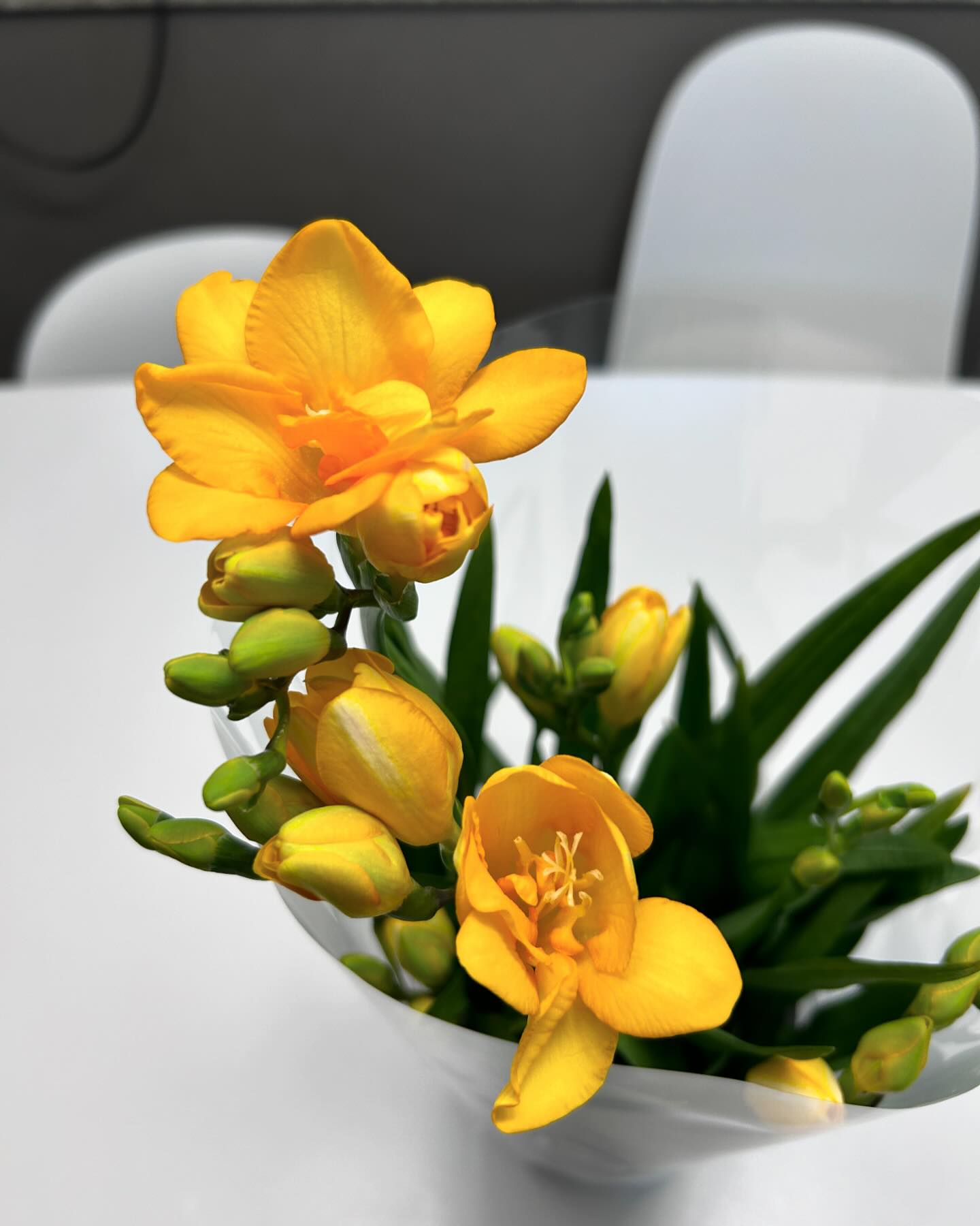 #꽃 
후리지아가 나왔더라🌼

#후리지아 
#봄꽃