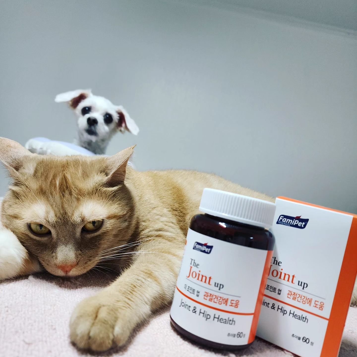 #광고 #제품제공 #협찬 #무료제공

🐱💓

#고양이 #고양이영양제 #강아지영양제 #고양이건강 #패미펫 
#패미펫영양제 #패미펫조인트업 #관절건강 #반려동물영양제추천 
#반려동물영양보조제 #pet #petstagram #instagood #catfood #atozzoo #아토주 #냥스타그램 #follower #daily
#냥팔 #catstagram #cat #냥집사 #일상 #소통 #좋아요