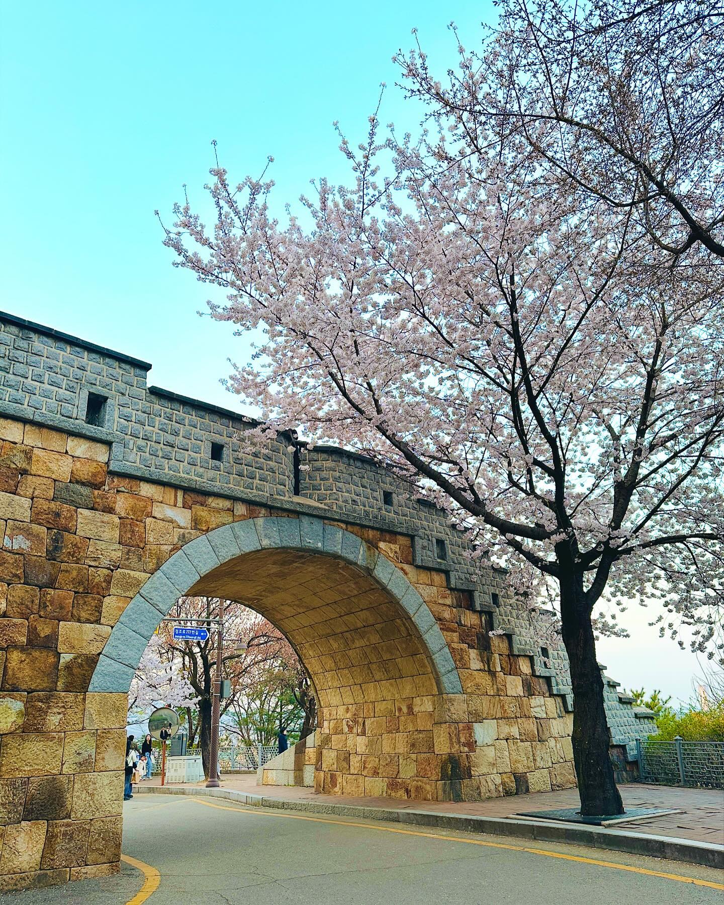 🌸

항상 가봐야지- 했는데 이렇게 가까웠으면 진작 가볼걸ㅋㅋㅋ 예뻤던 #스물다섯스물하나 촬영지! 커플 사진만 찍어주고 내사진은 안찍었네🫠 내년에 다시 가야지🫶🏻

📍경기 수원시 팔달구 교동 6-197