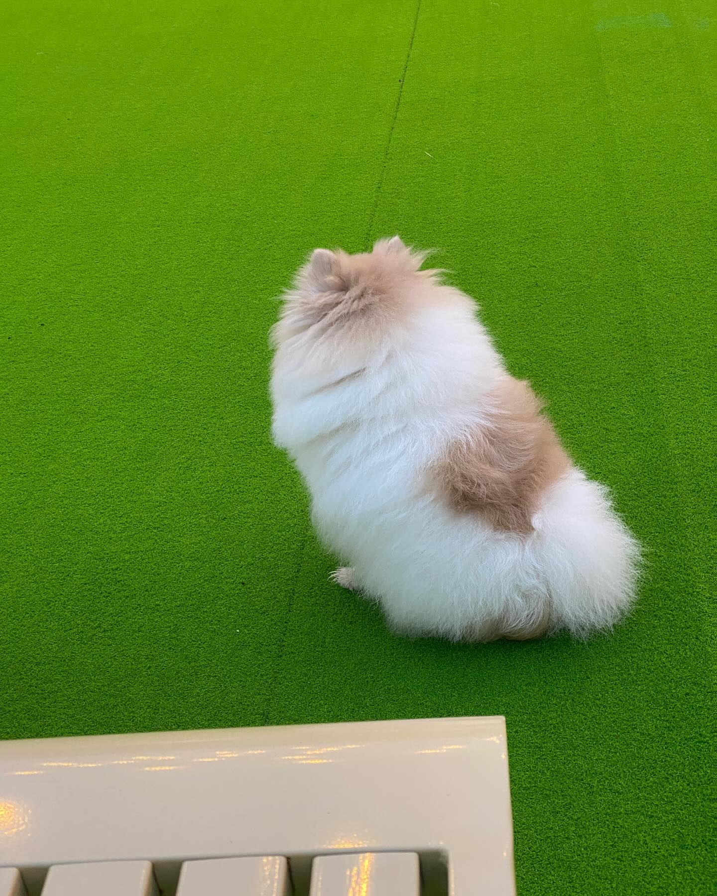 오늘은 이포리의 날 
.
신나게 뛰어놀았지 ❤️
#위아더멍 여기 좋넹 ...