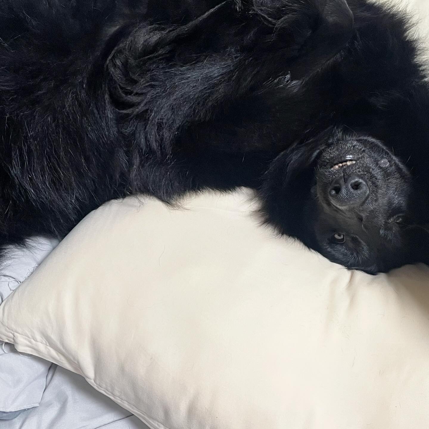 이 베개는 이제 제 겁니다
#베개도둑 
#bordercollie#groenendael#보더콜리#그로넨달#좋아요#육아일기