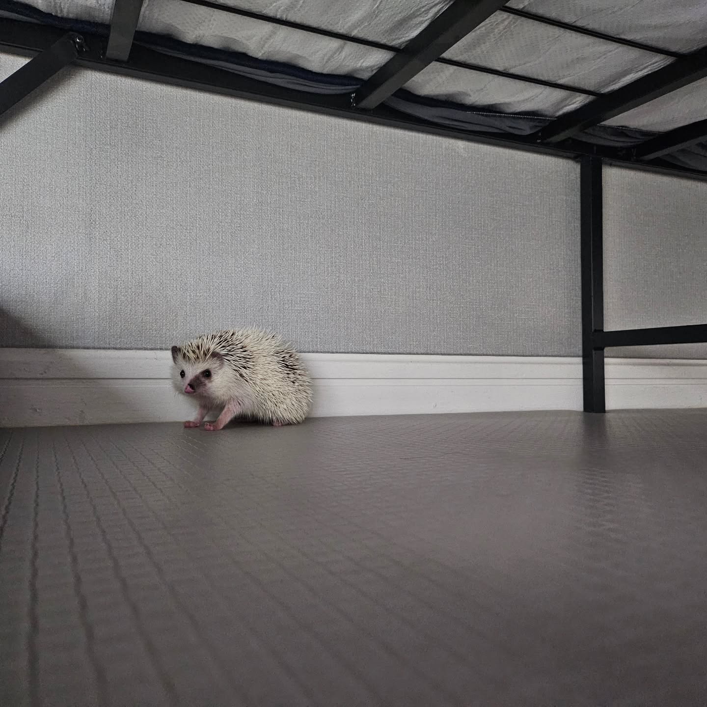 루쏘🦔ʳᵒᵘ ˢˢᵉᵃᵘ
쫄보는 구석탱이
•
•
•
•
#응꿍뿌쏘 #PetsofInstagram #Hedgehogs #HedgehogLovers #hedgies #pet #hedgie #hedgehogs #erizo
#반려동물 #집사 #고슴도치 #고슴도치그램 #똥싸는선인장 #hedgehog #ハリネズミ #ペット #hérisson #amazonpets #hedgehogcommunity #instagram #daily #follow4followback #좋아요 #팔로우 #likelike #fff #instagood #instadaily #amazonpets